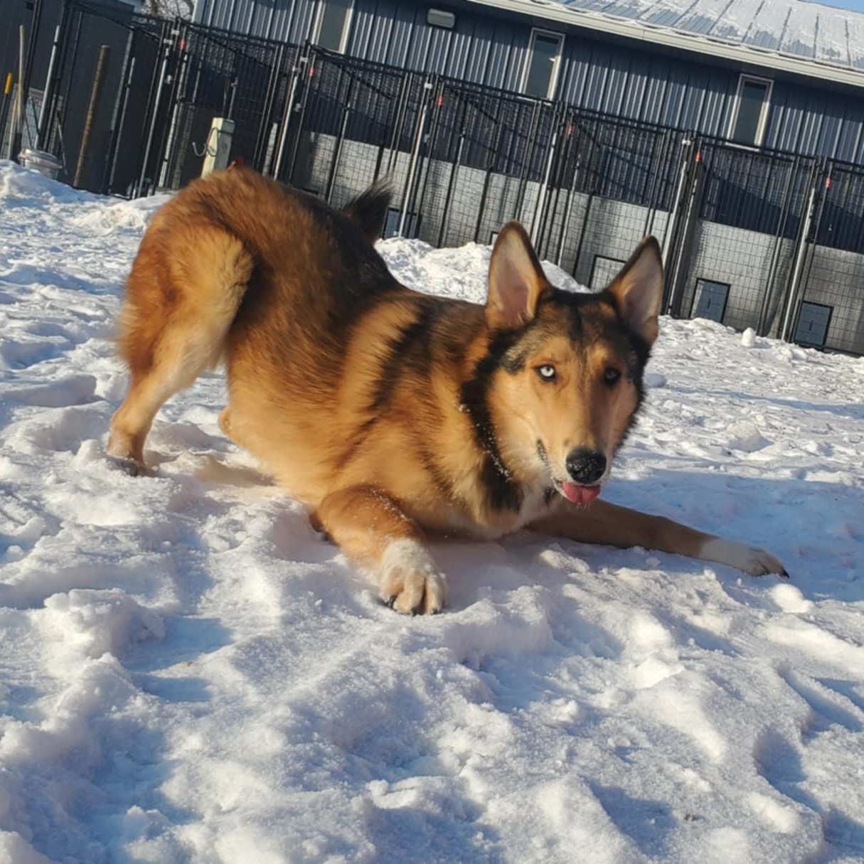 Enlarge Calum, a ADOPTABLE mixed breed in Hutchinson, MN image 1/6