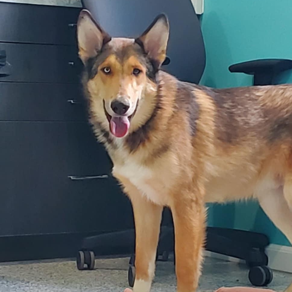 Enlarge Calum, a ADOPTABLE mixed breed in Hutchinson, MN image 5/6