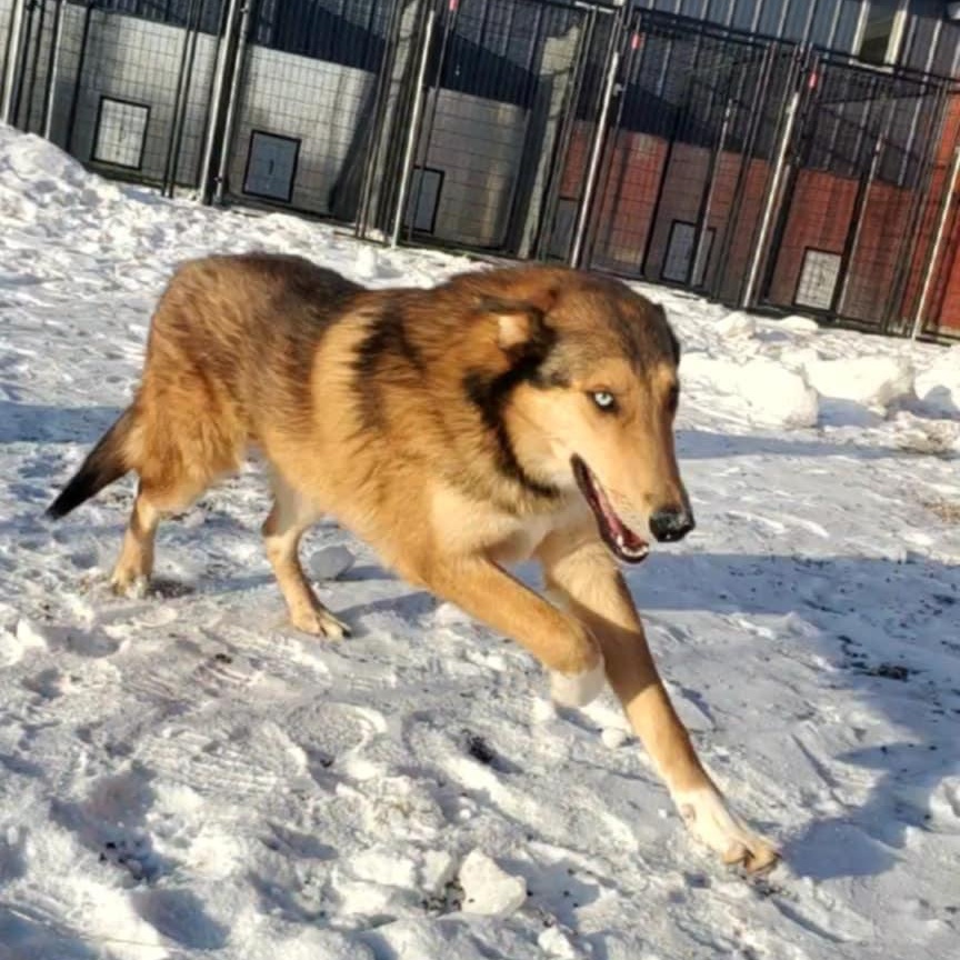 Enlarge Calum, a ADOPTABLE mixed breed in Hutchinson, MN image 5/6