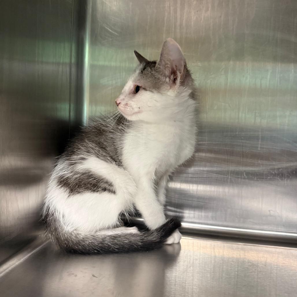 Enlarge Birch 3715, a Adoptable American Shorthair in Hamilton, GA image 1/6