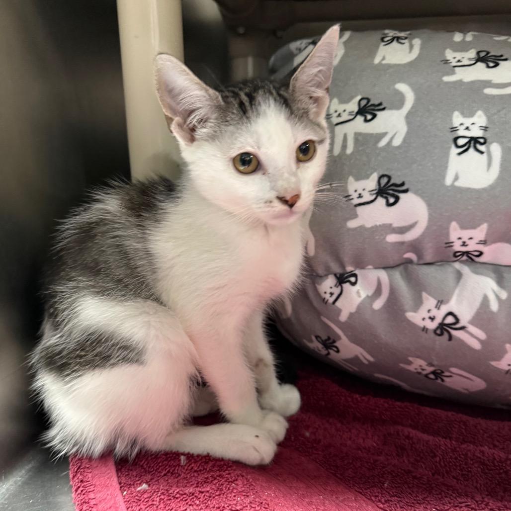 Enlarge Birch 3715, a Adoptable American Shorthair in Hamilton, GA image 2/6