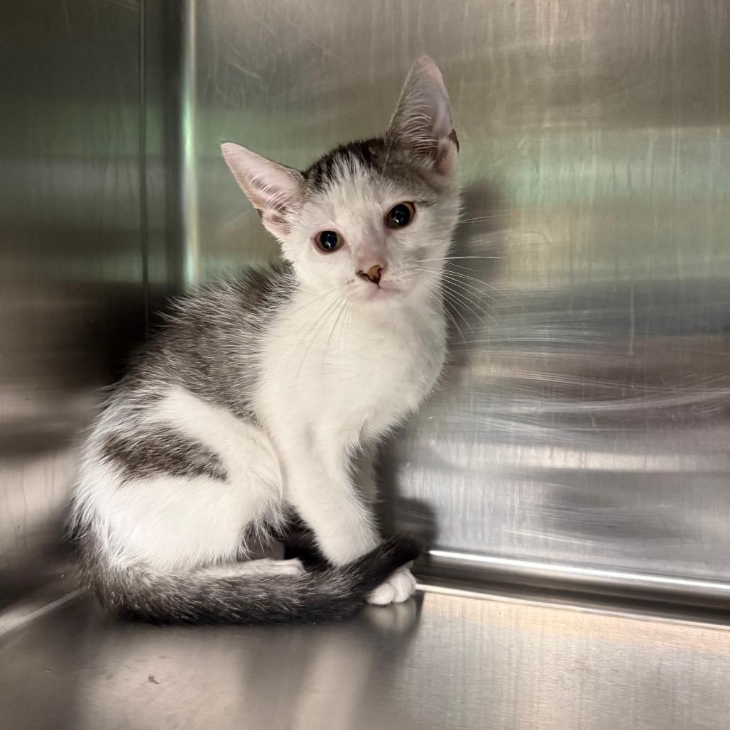 Enlarge Birch 3715, a Adoptable American Shorthair in Hamilton, GA image 3/6