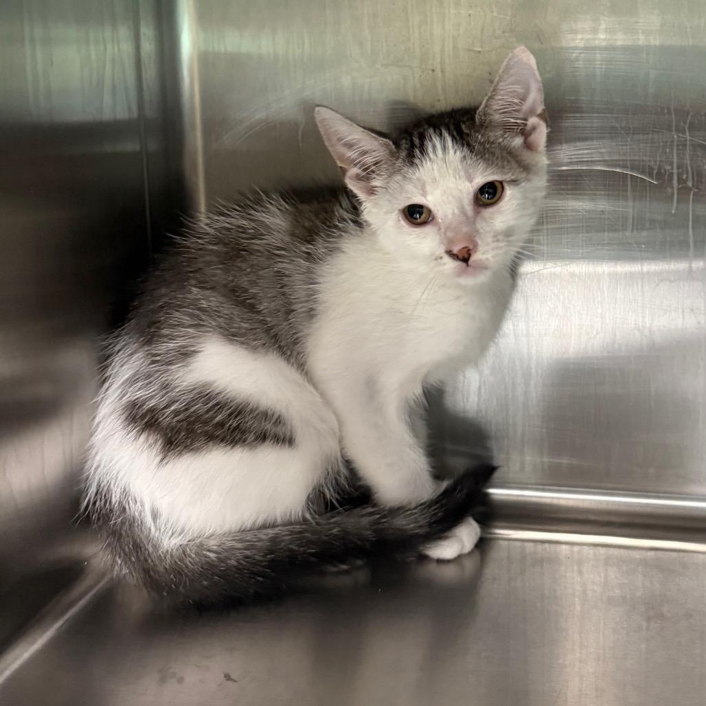 Enlarge Birch 3715, a Adoptable American Shorthair in Hamilton, GA image 4/6