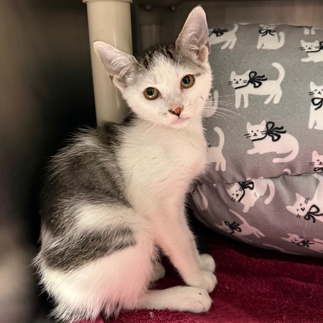 Enlarge Birch 3715, a Adoptable American Shorthair in Hamilton, GA image 5/6
