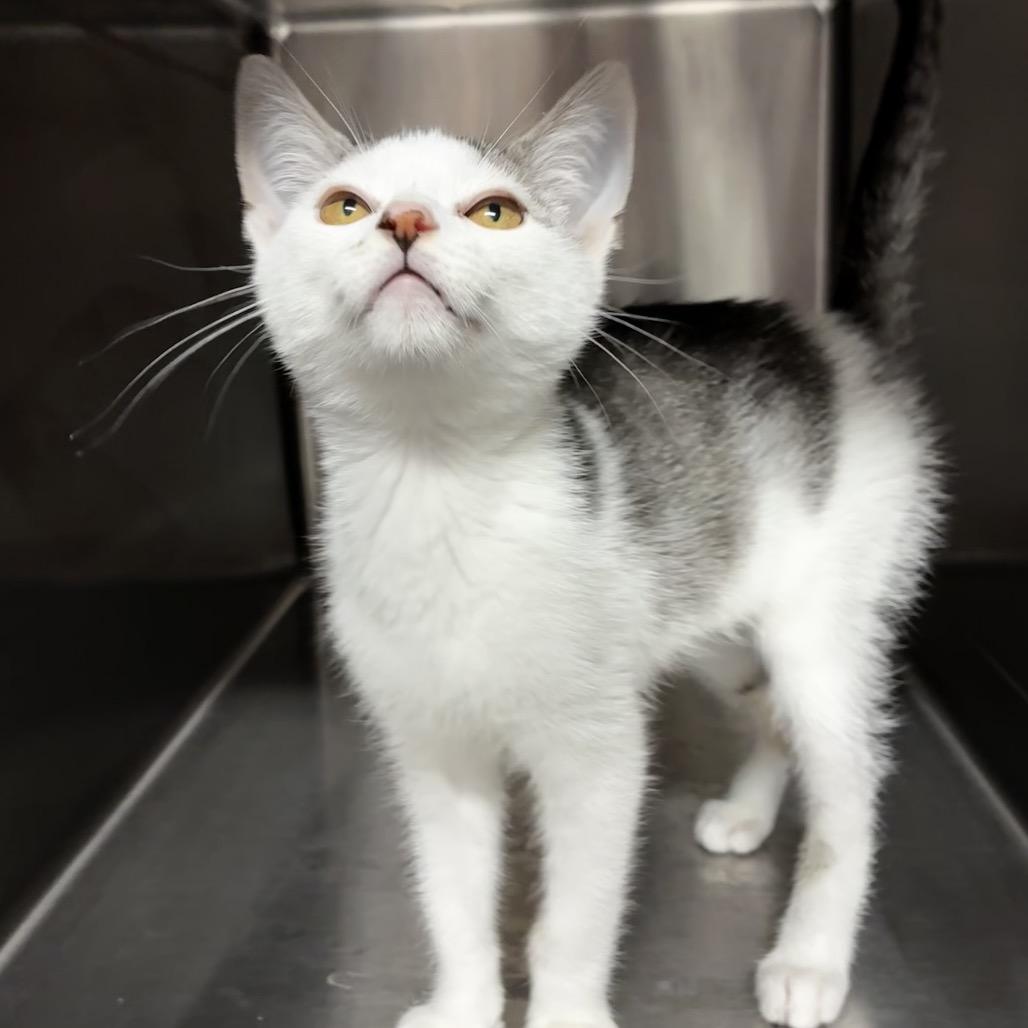 Enlarge Birch 3715, a Adoptable American Shorthair in Hamilton, GA image 6/6