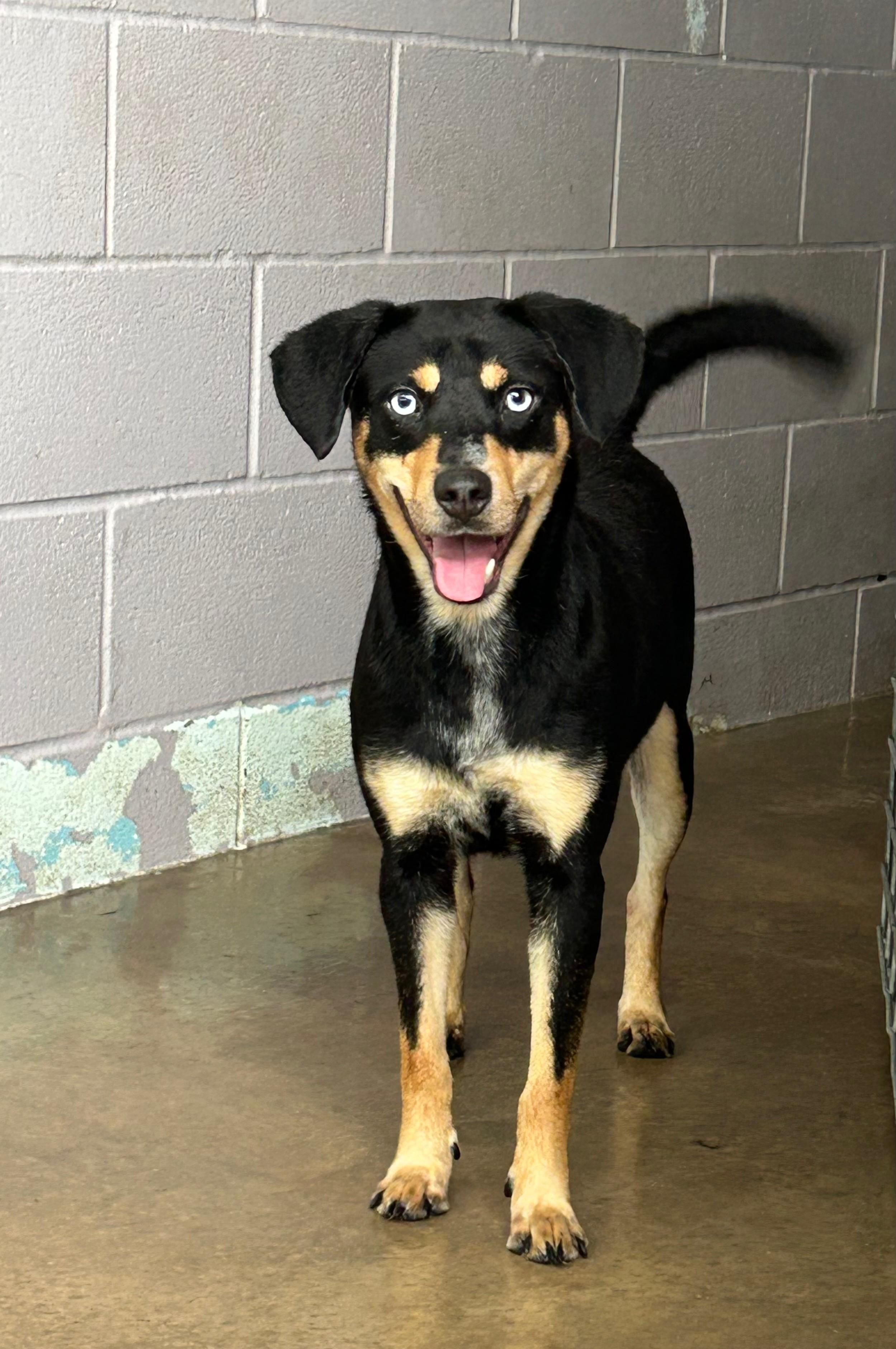 Enlarge Mesa, a Adoptable mixed breed in Elgin, IL image 1/1
