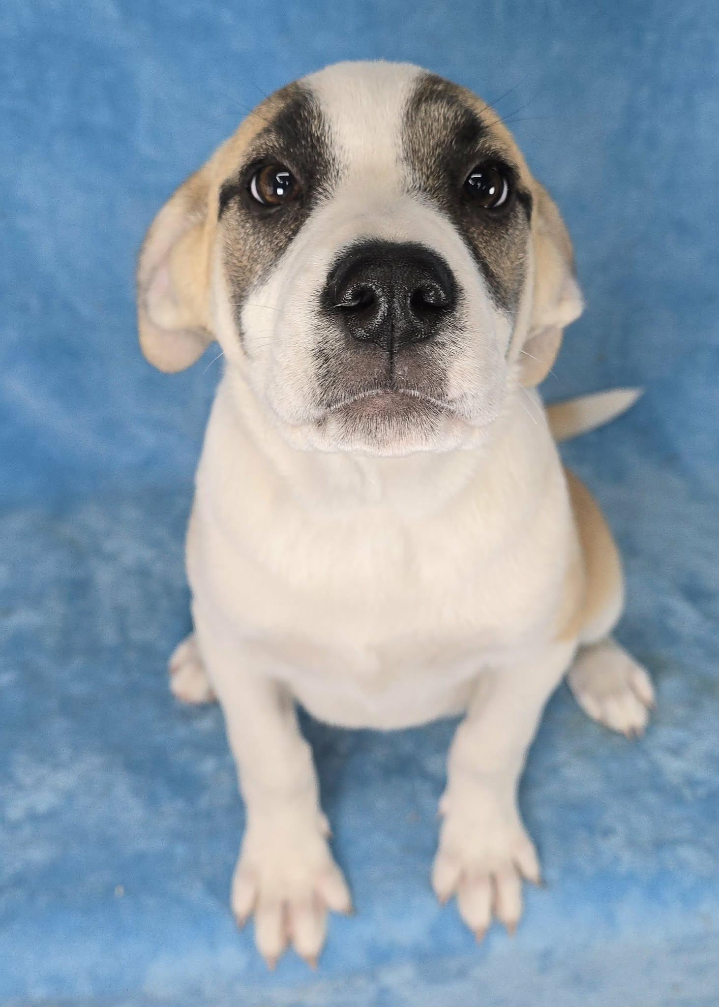 Enlarge Chiron, a Adoptable mixed breed in Newport, TN image 2/5