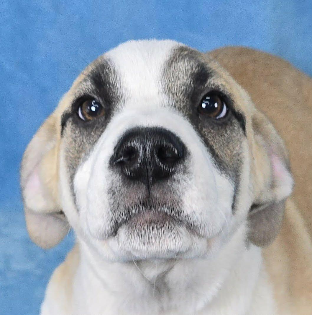 Enlarge Chiron, a Adoptable mixed breed in Newport, TN image 1/5