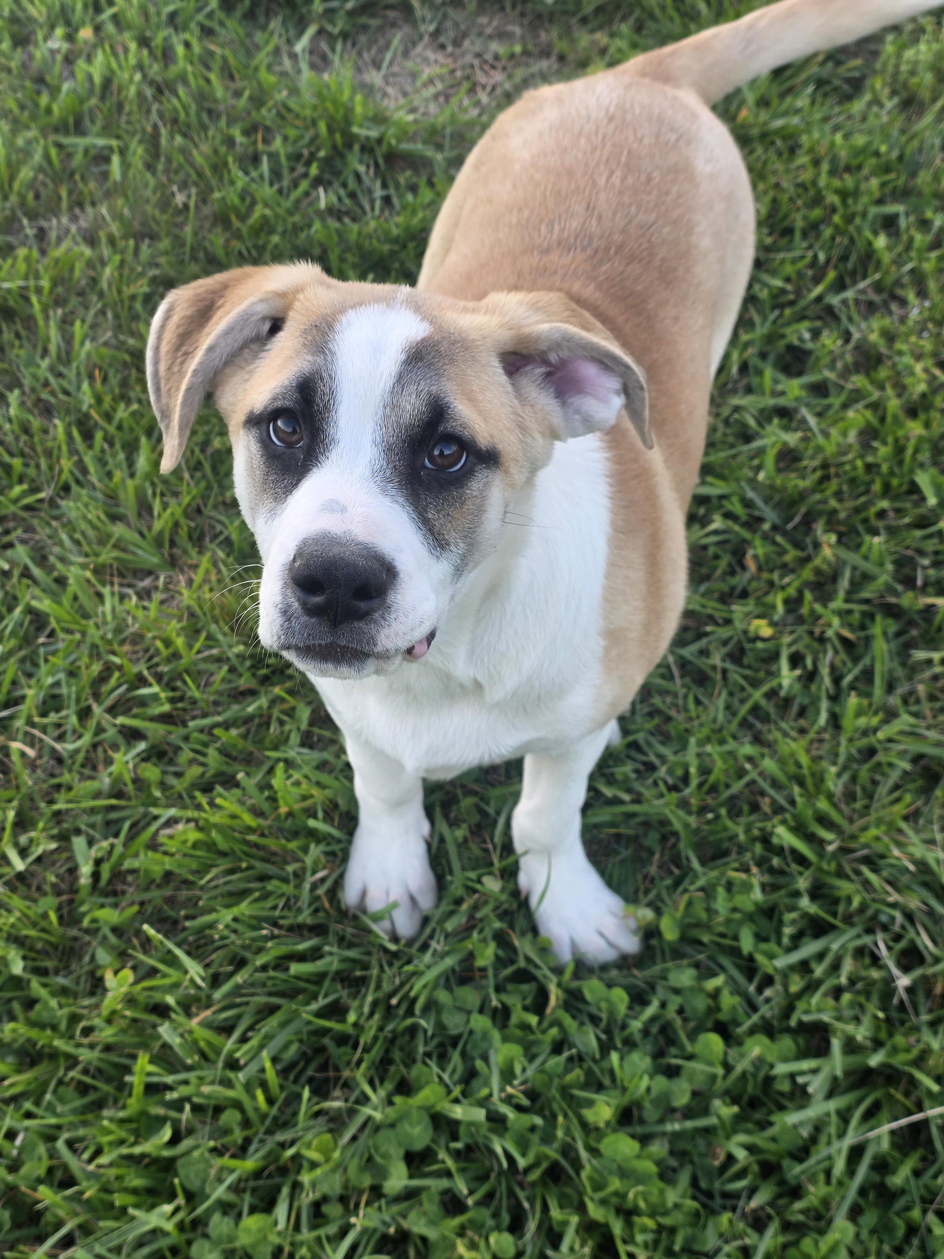 Enlarge Chiron, a Adoptable mixed breed in Newport, TN image 3/3