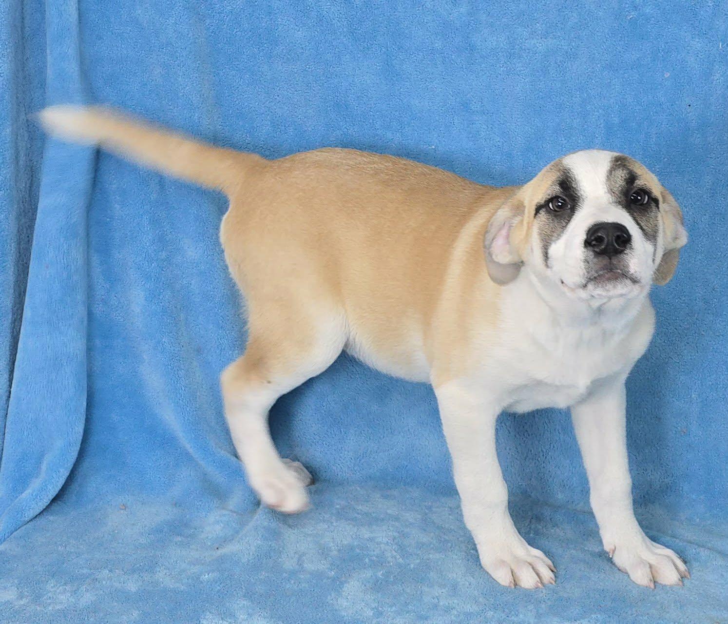 Enlarge Chiron, a Adoptable mixed breed in Newport, TN image 5/5
