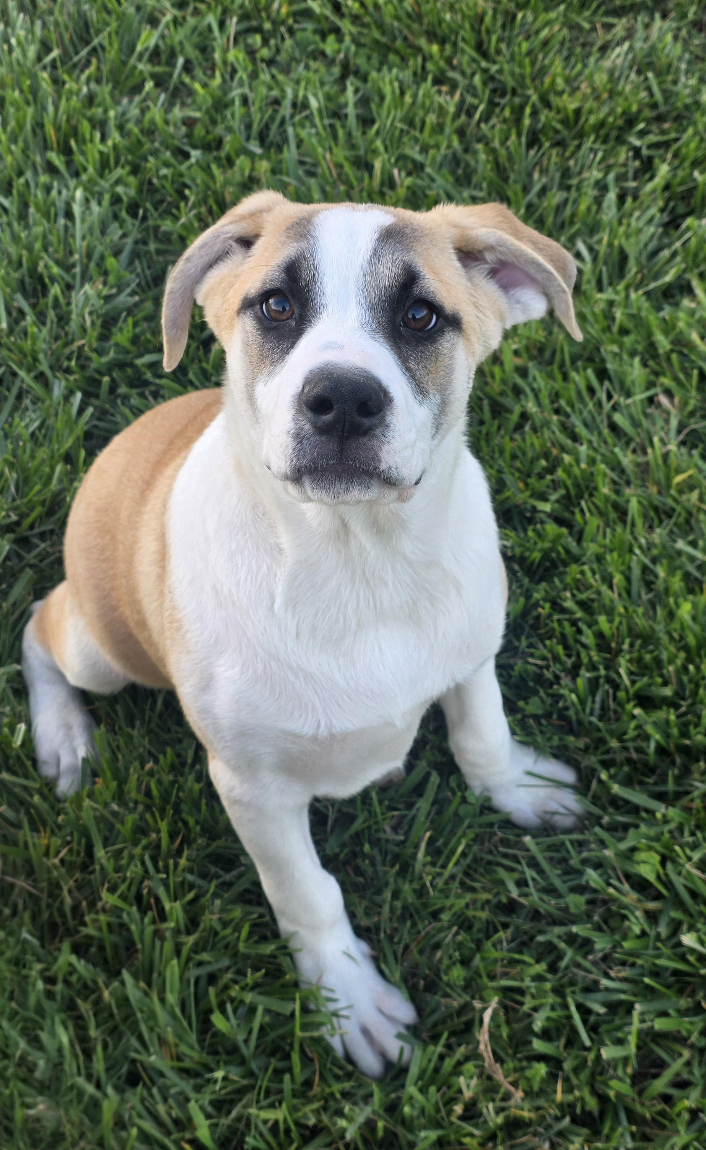 Chiron, Adoptable, Puppy Male Husky & Australian Cattle Dog / Blue Heeler.