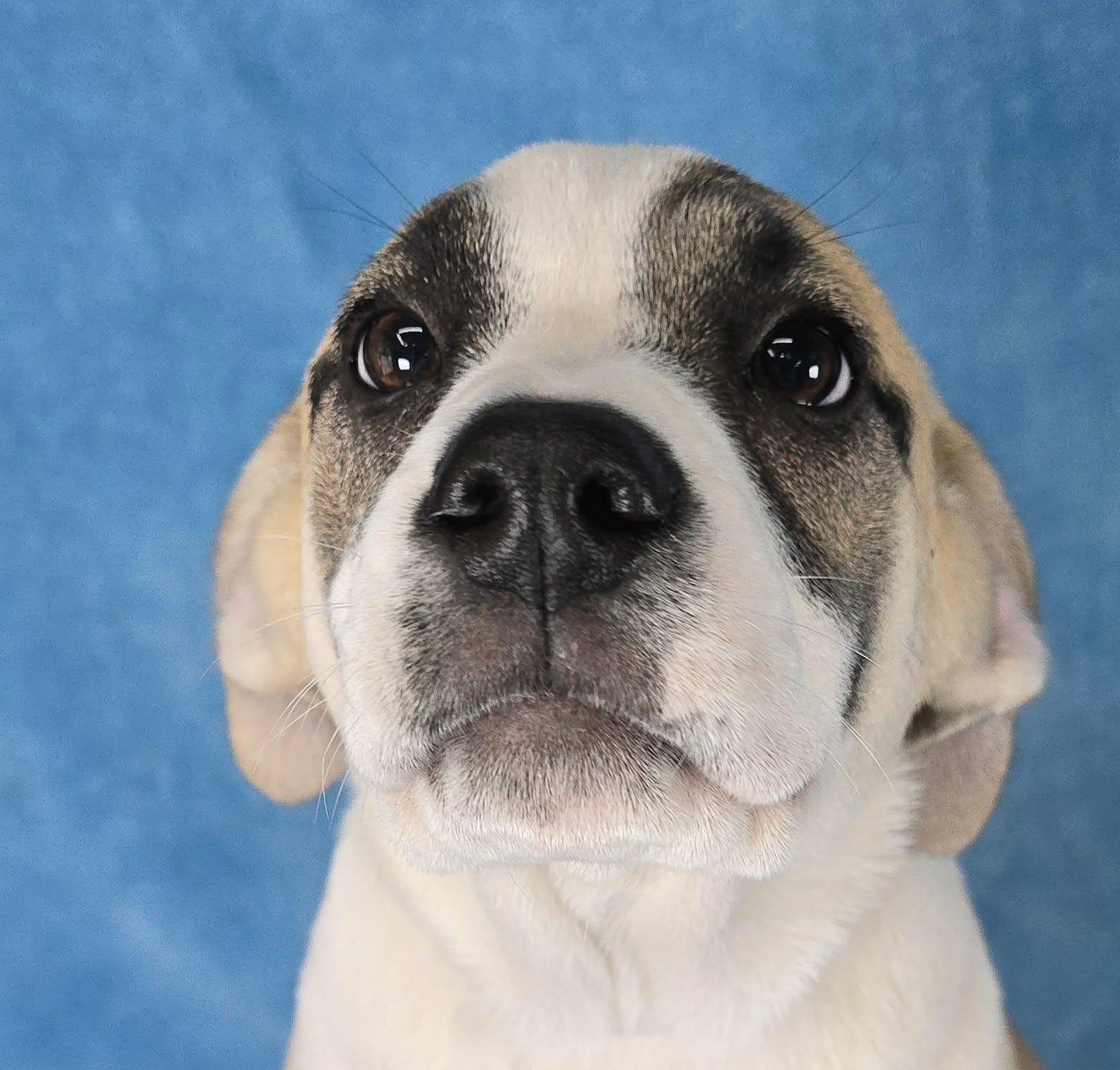 Enlarge Chiron, a Adoptable mixed breed in Newport, TN image 4/5