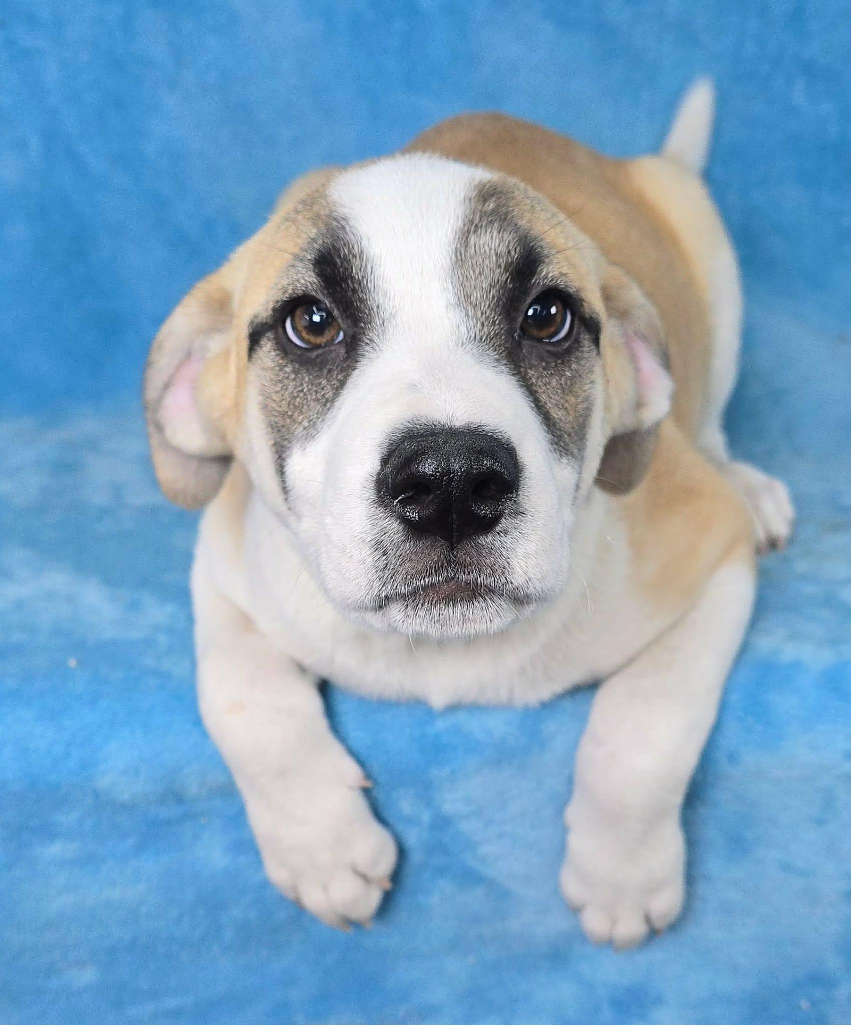 Enlarge Chiron, a Adoptable mixed breed in Newport, TN image 3/5