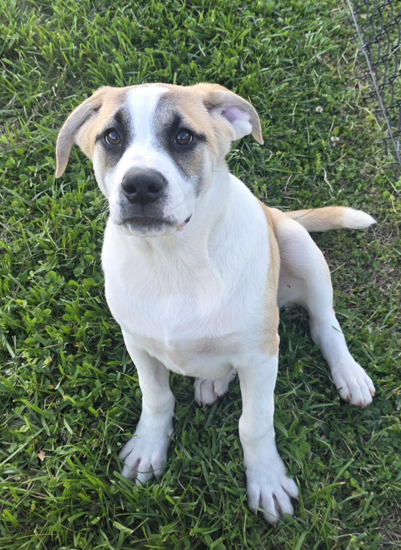 Enlarge Chiron, a Adoptable mixed breed in Newport, TN image 2/3