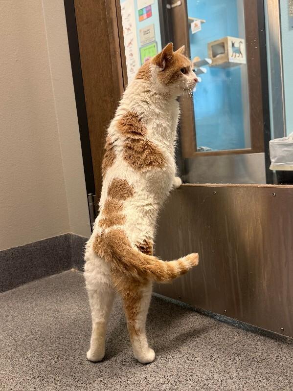 Enlarge Tangerine Dream, a Adoptable Domestic Short Hair in Fort Collins, CO image 1/4