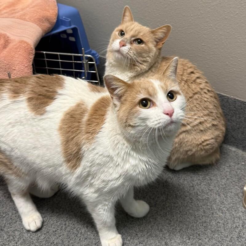 Enlarge Tangerine Dream, a Adoptable Domestic Short Hair in Fort Collins, CO image 2/4