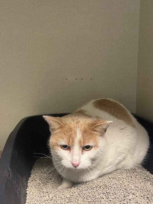 Enlarge Tangerine Dream, a Adoptable Domestic Short Hair in Fort Collins, CO image 3/4