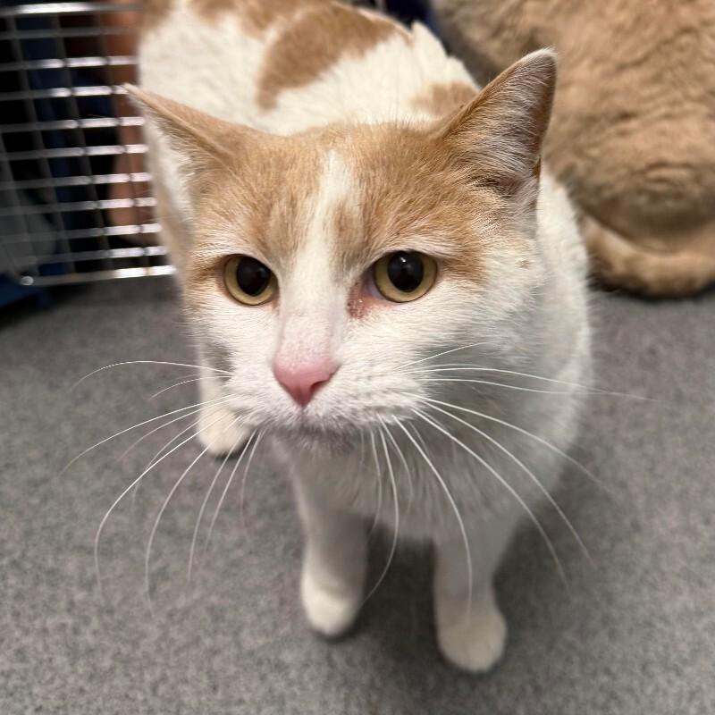 Enlarge Tangerine Dream, a Adoptable Domestic Short Hair in Fort Collins, CO image 4/4