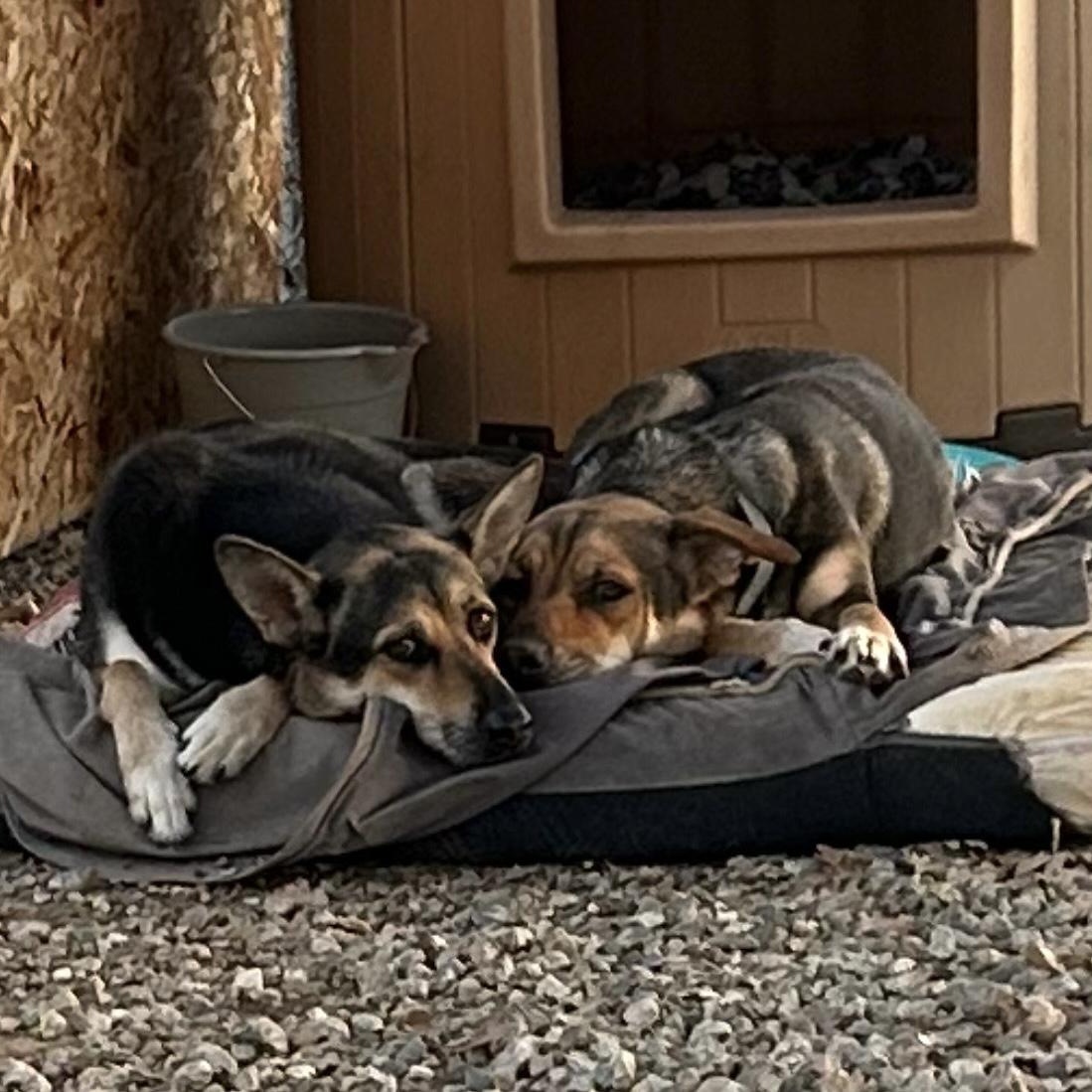 Frida & Guerra Bonded thumbnail 3