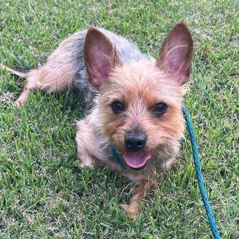Dallas, ADOPTABLE, Adult Male Yorkshire Terrier.