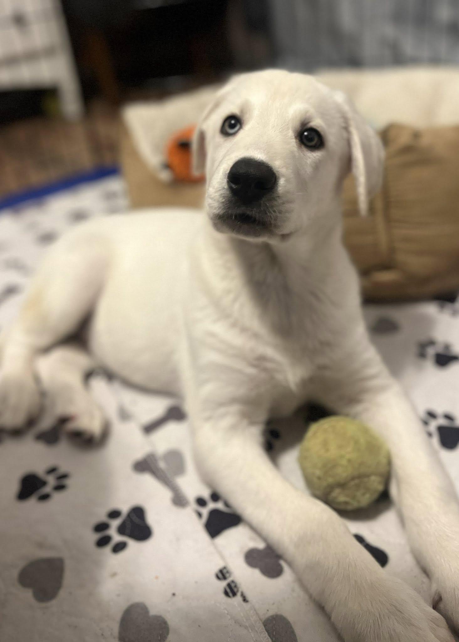 Enlarge Avalanche, a Adoptable mixed breed in Naperville, IL image 1/2