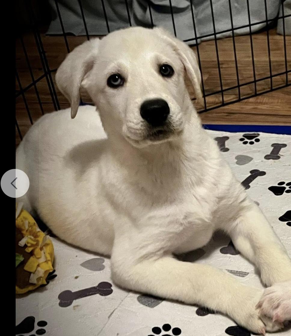 Enlarge Avalanche, a Adoptable mixed breed in Naperville, IL image 2/2