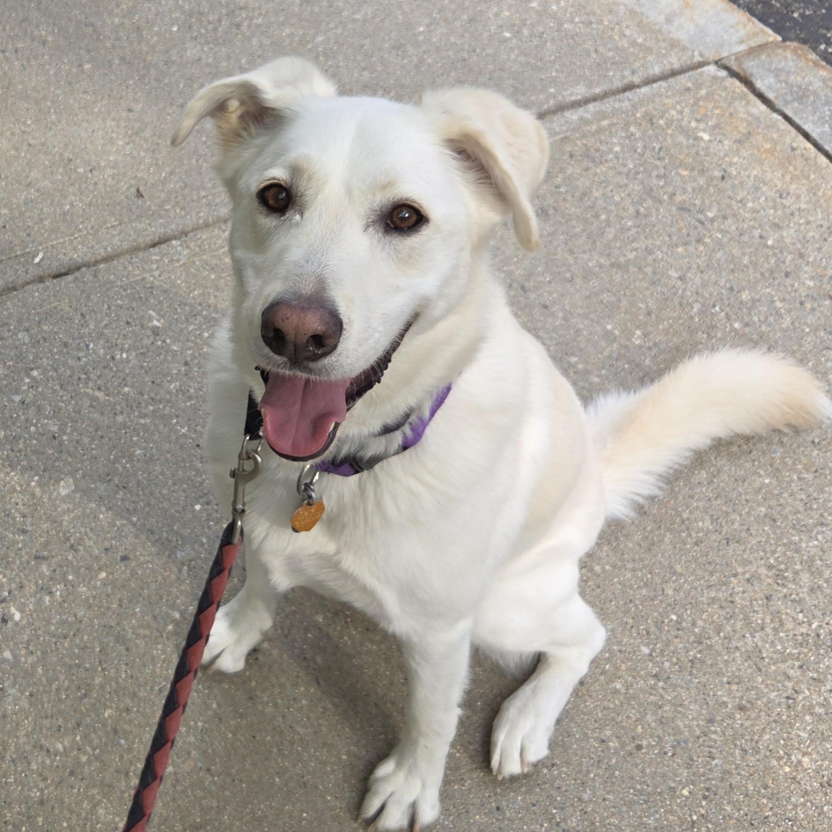 Enlarge Cooper, a ADOPTABLE mixed breed in New Canaan, CT image 2/5
