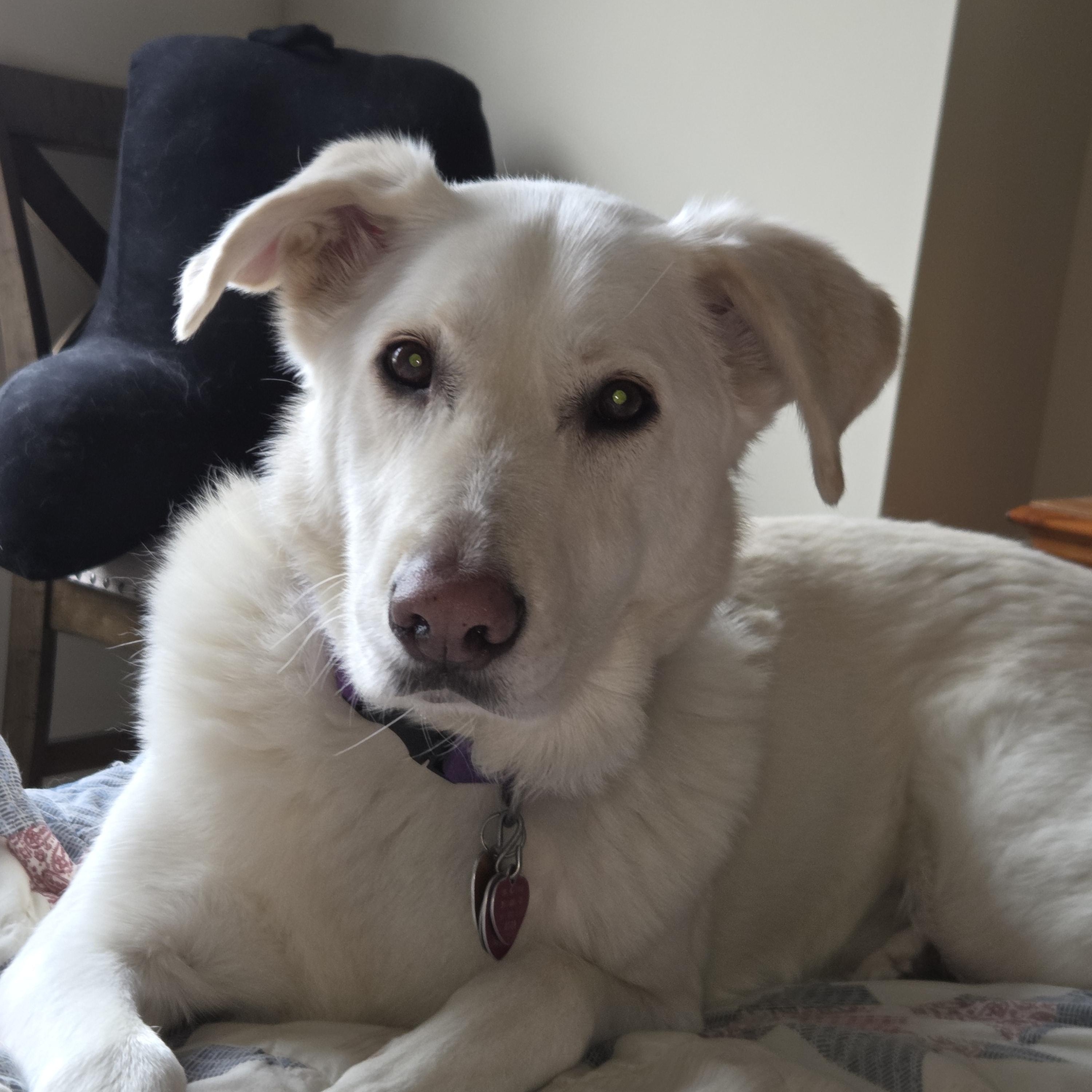 Enlarge Cooper, a ADOPTABLE mixed breed in New Canaan, CT image 1/5