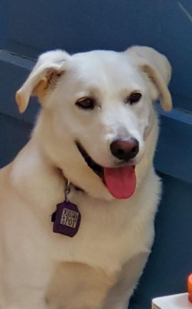 Enlarge Cooper, a ADOPTABLE mixed breed in New Canaan, CT image 5/5