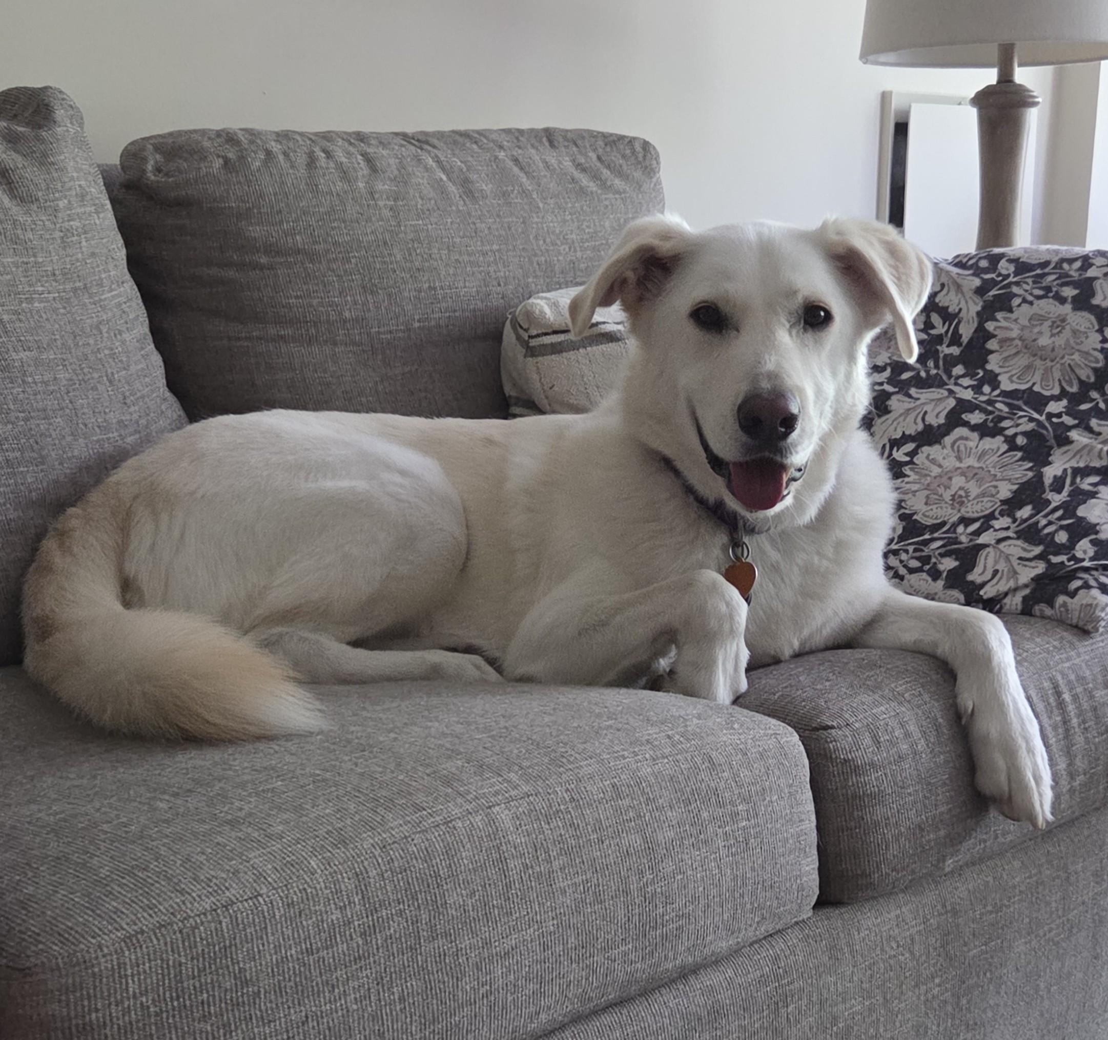 Enlarge Cooper, a ADOPTABLE mixed breed in New Canaan, CT image 3/5