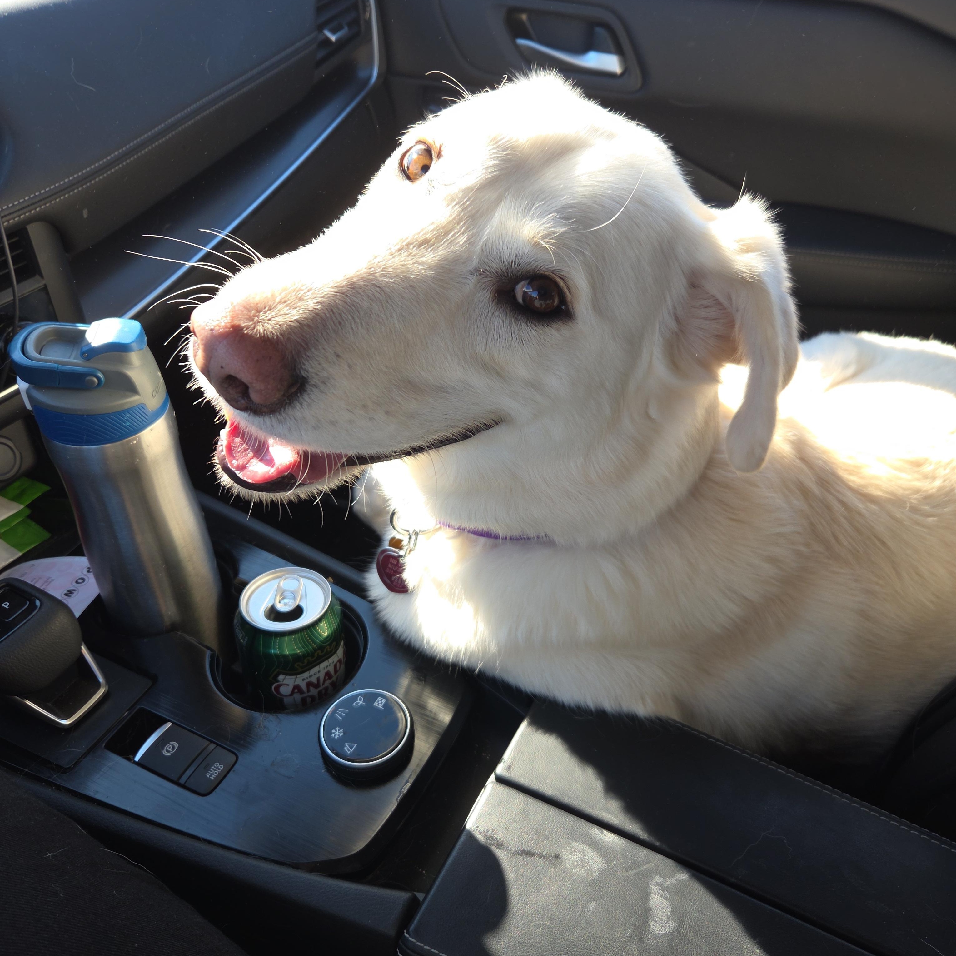 Enlarge Cooper, a ADOPTABLE mixed breed in New Canaan, CT image 4/5