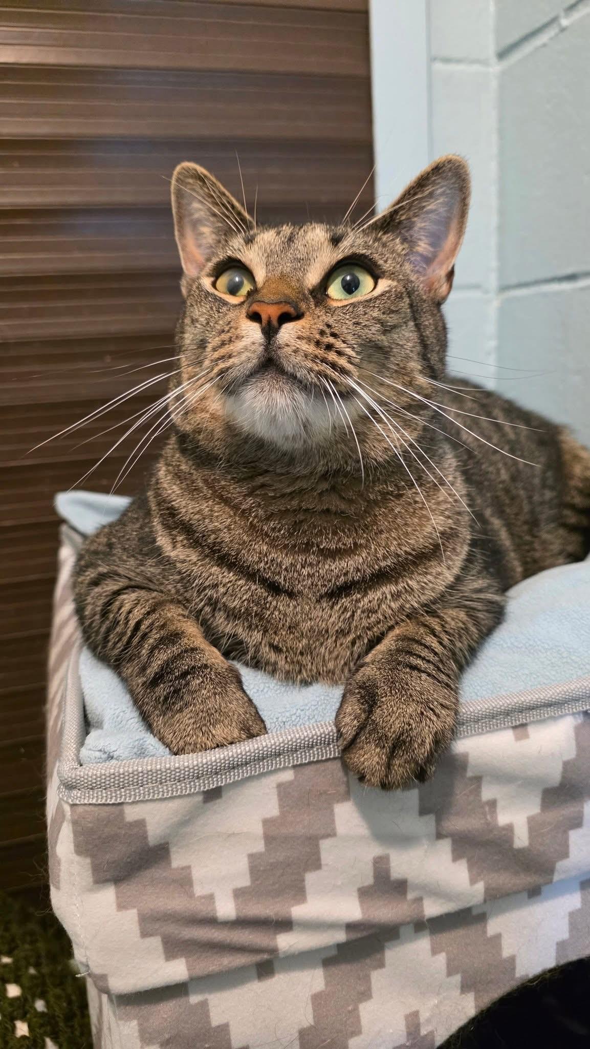 Enlarge Dufus, a Adoptable mixed breed in Smithtown, NY image 1/1