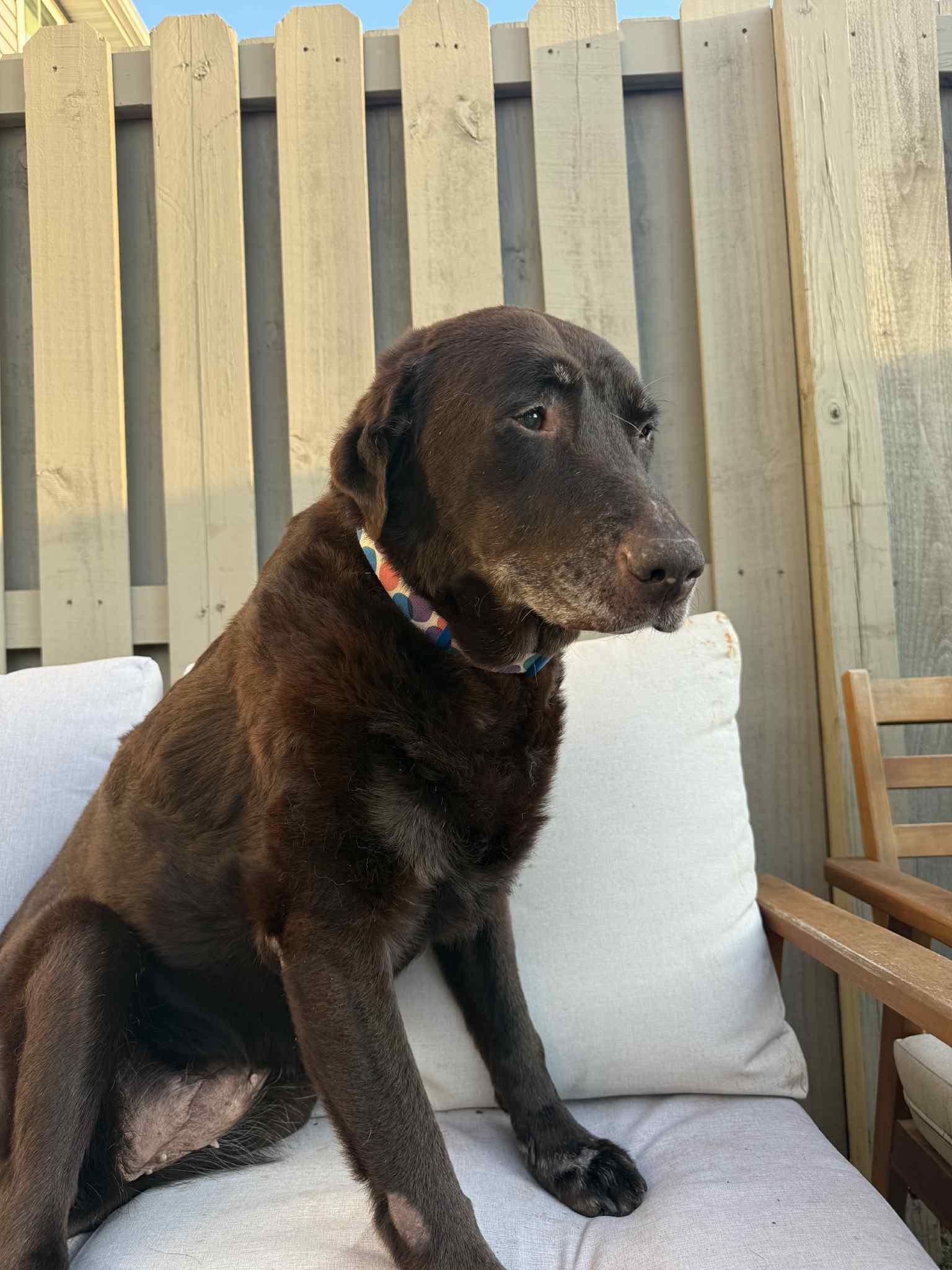 Enlarge Peach Fuzz, a Adopted Labrador Retriever in Greenville, SC image 1/3