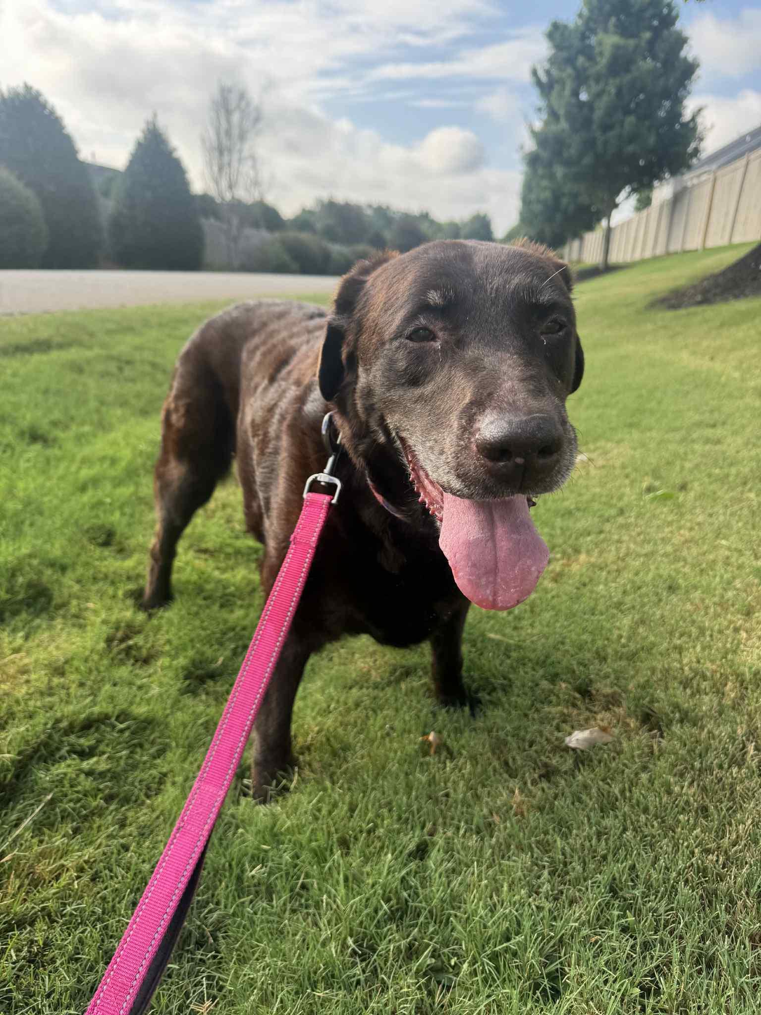 Enlarge Peach Fuzz, a Adopted Labrador Retriever in Greenville, SC image 2/3