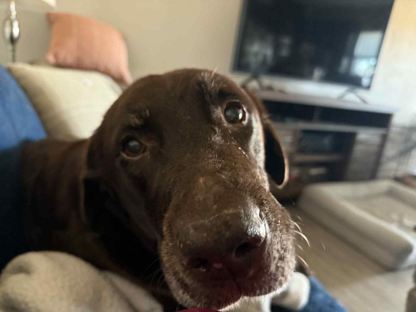 Enlarge Peach Fuzz, a Adopted Labrador Retriever in Greenville, SC image 3/3