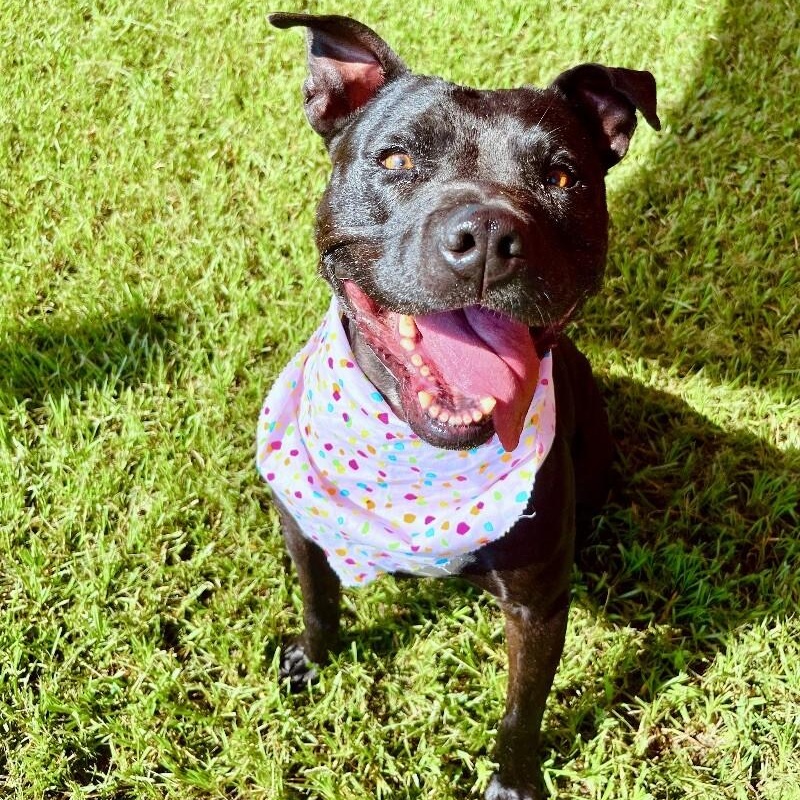 Polly Anna the Princess of lap snuggles and giggles — thumbnail 5