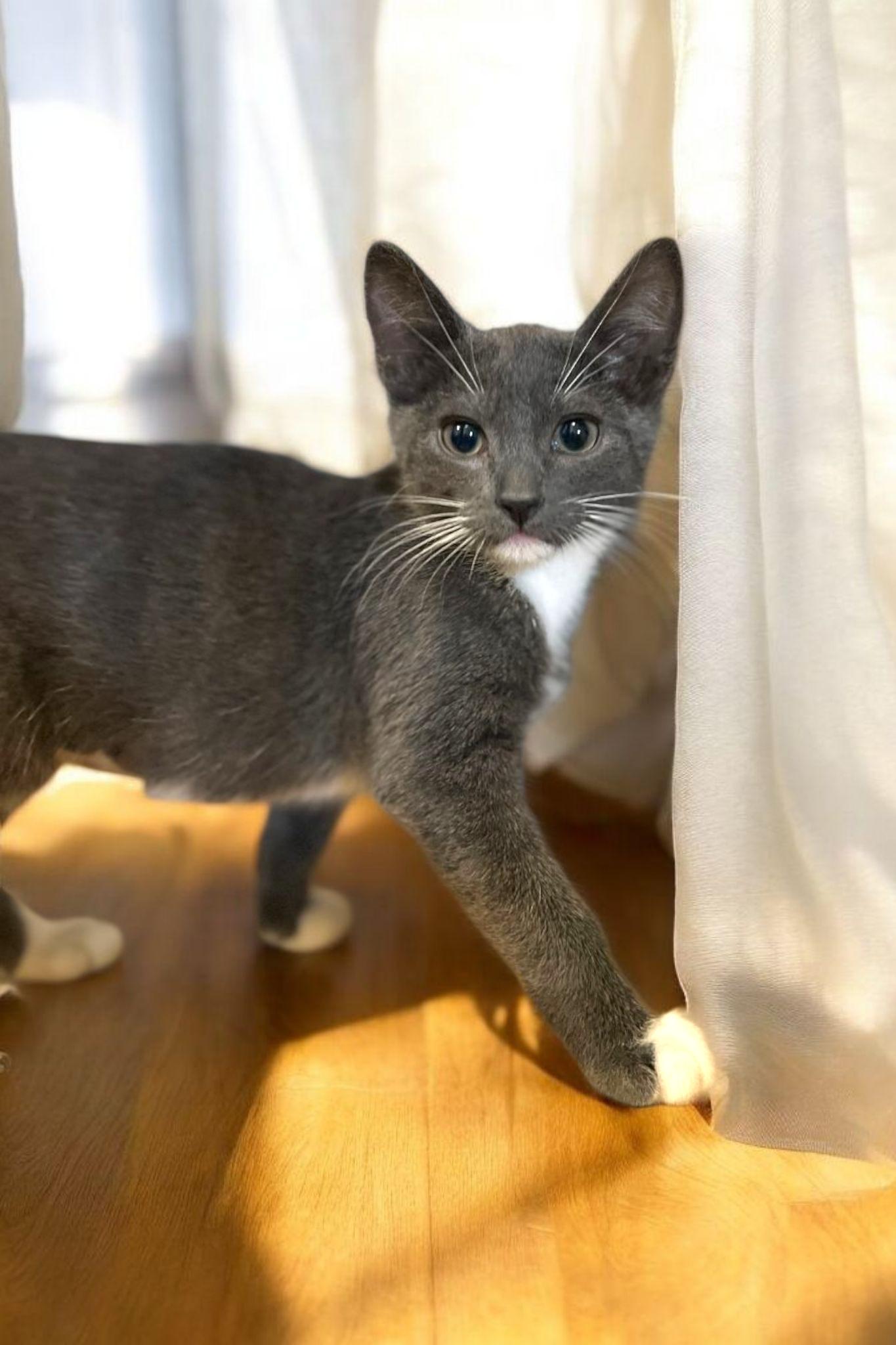 Lucy, Adoptable, Kitten Female Domestic Short Hair & Tuxedo.