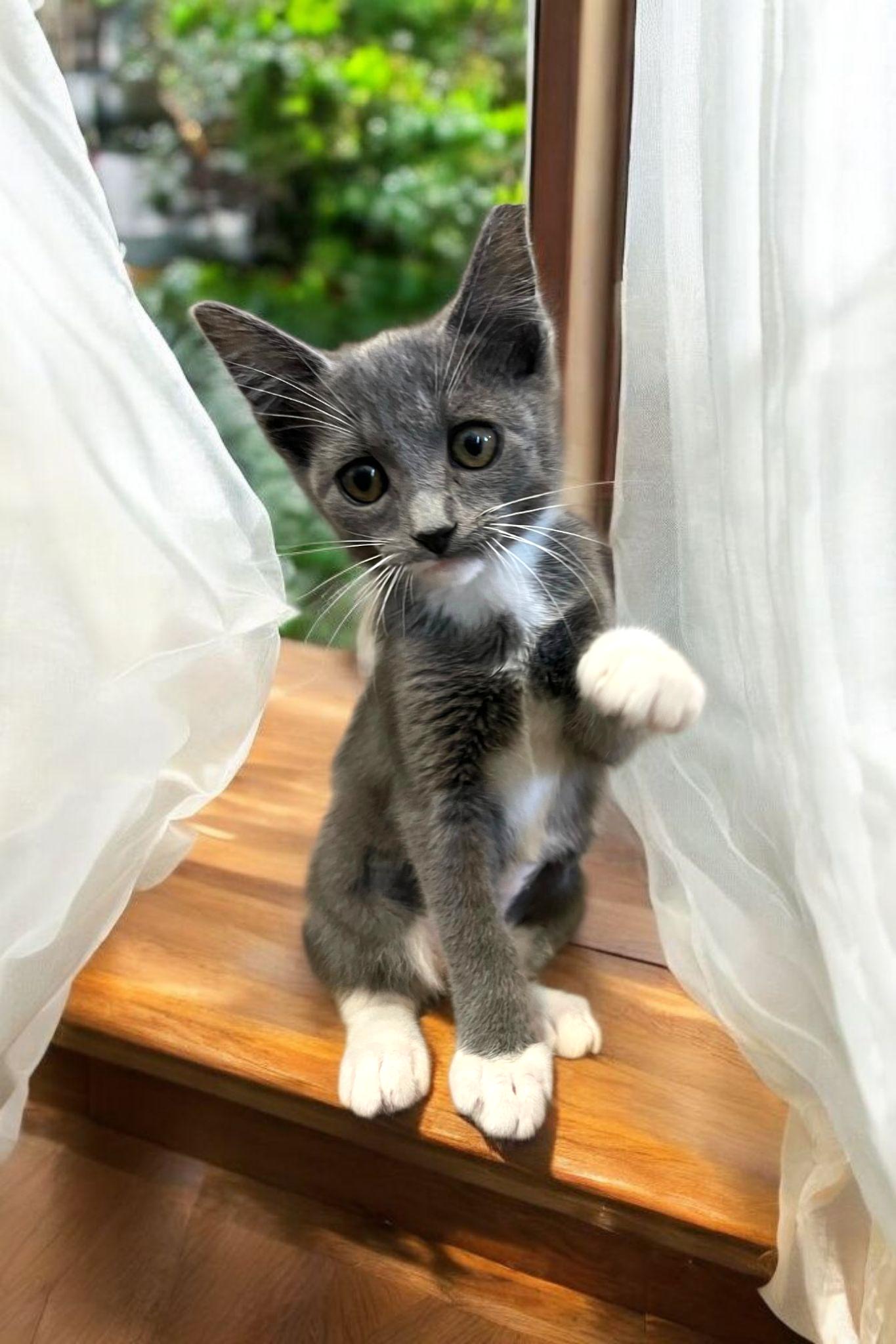 Lucy, a Adoptable mixed breed in Hawthorne, CA image 2/3