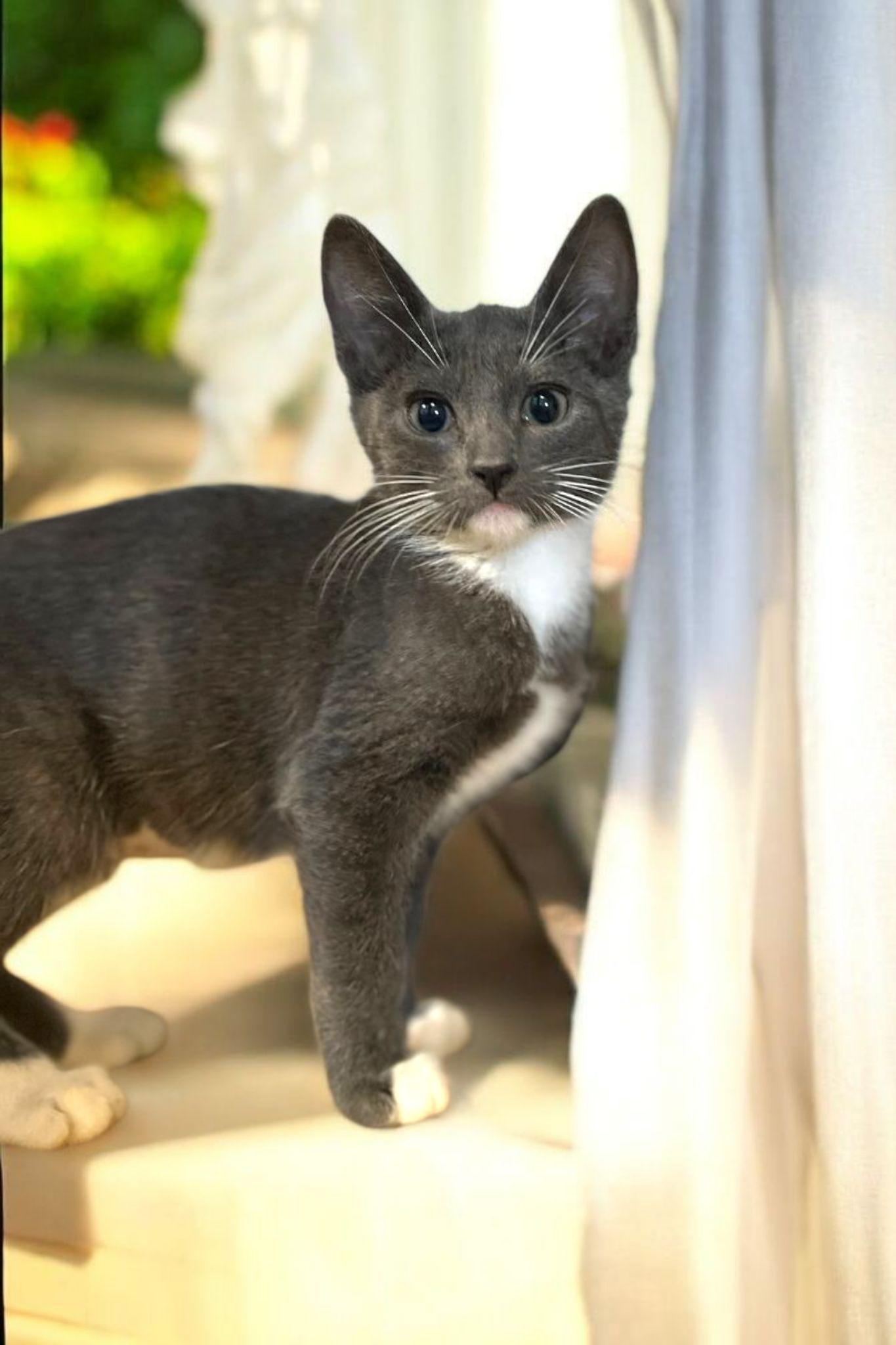 Lucy, a Adoptable mixed breed in Hawthorne, CA image 3/3