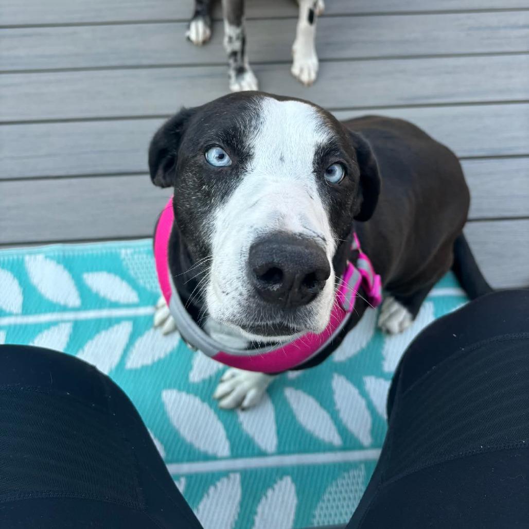 Fable, Adoptable, Adult Female Mixed Breed.