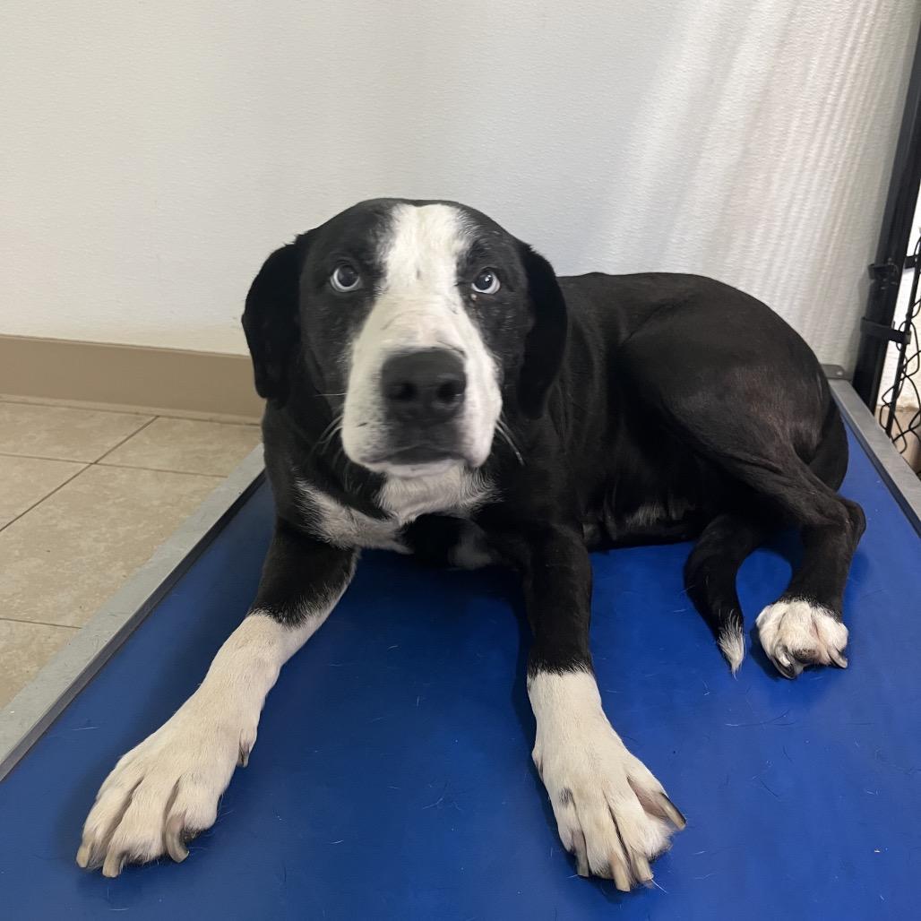 Fable, Adoptable, Adult Female Mixed Breed.