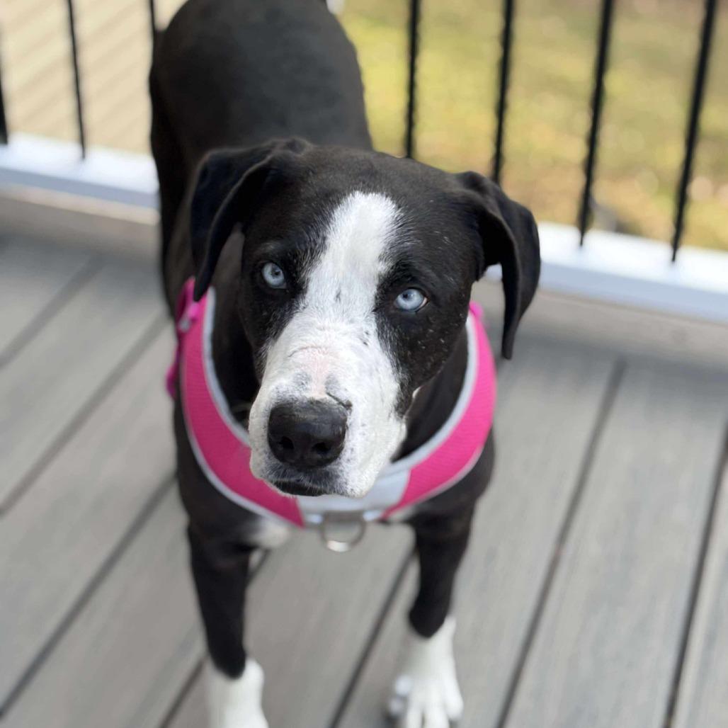 Enlarge Fable, a Adoptable Mixed Breed in Jackson, MO image 3/3