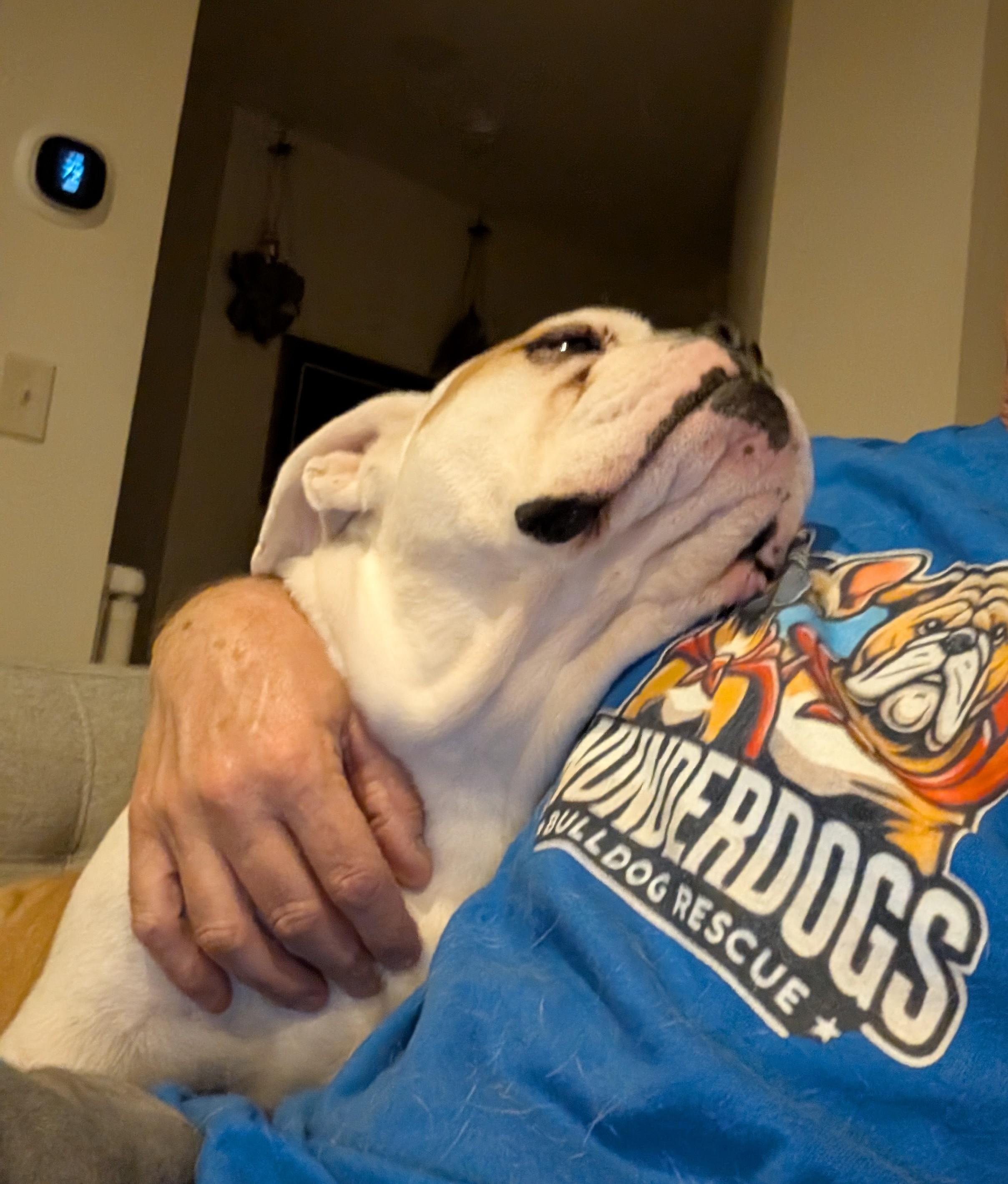 Enlarge Harvey, a Adoptable American Bulldog in Chula Vista, CA image 3/6