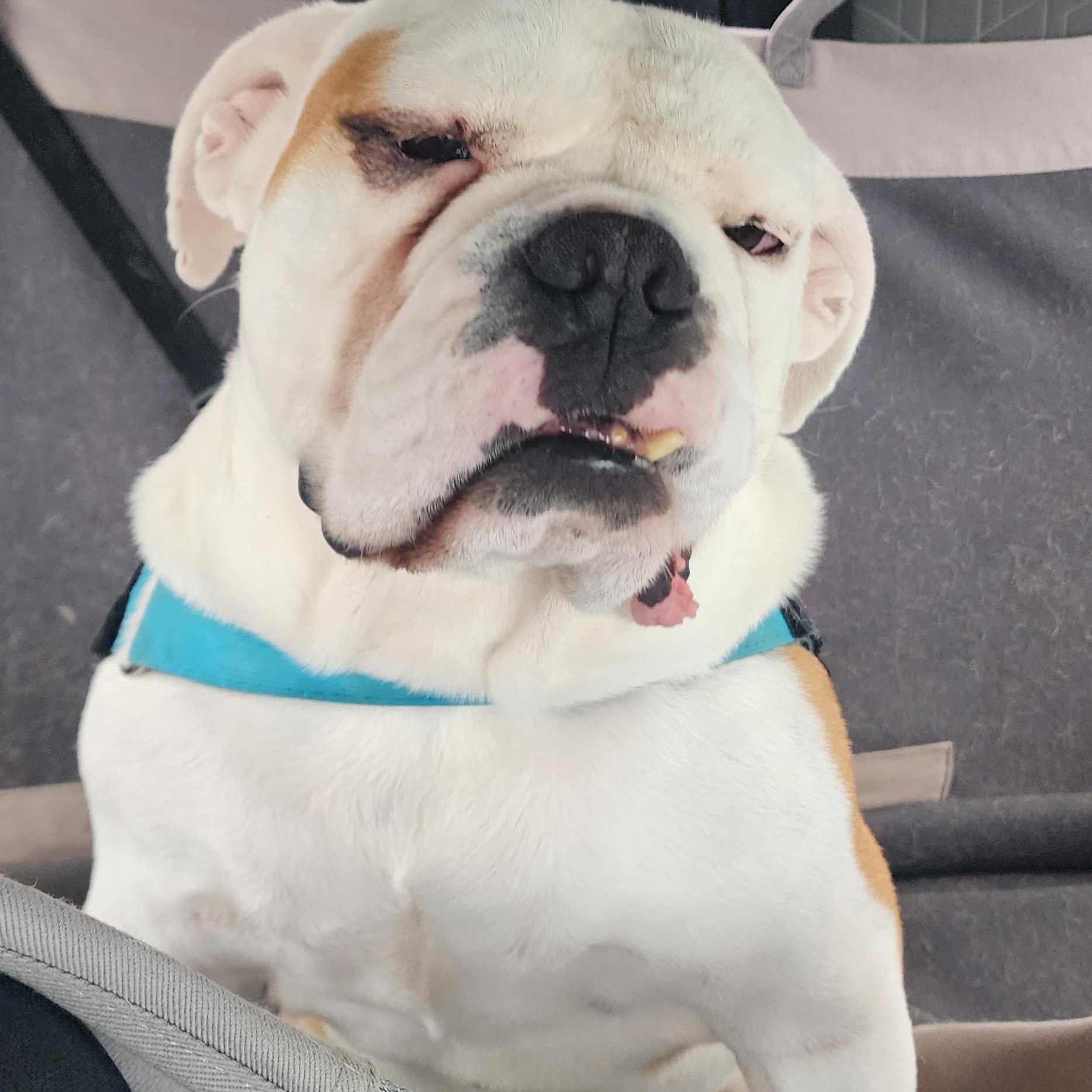 Enlarge Harvey, a Adoptable American Bulldog in Chula Vista, CA image 2/6