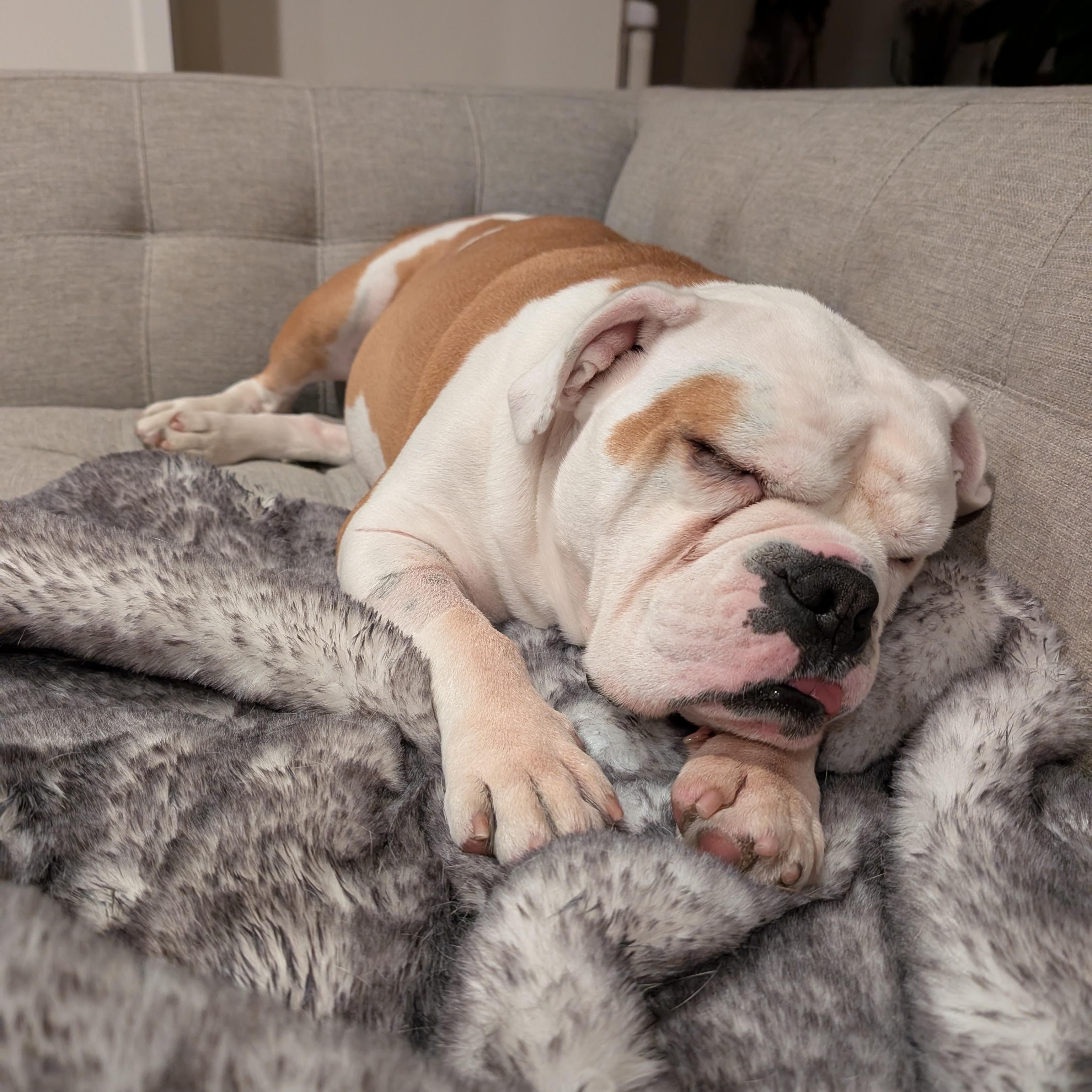 Enlarge Harvey, a Adoptable American Bulldog in Chula Vista, CA image 5/6