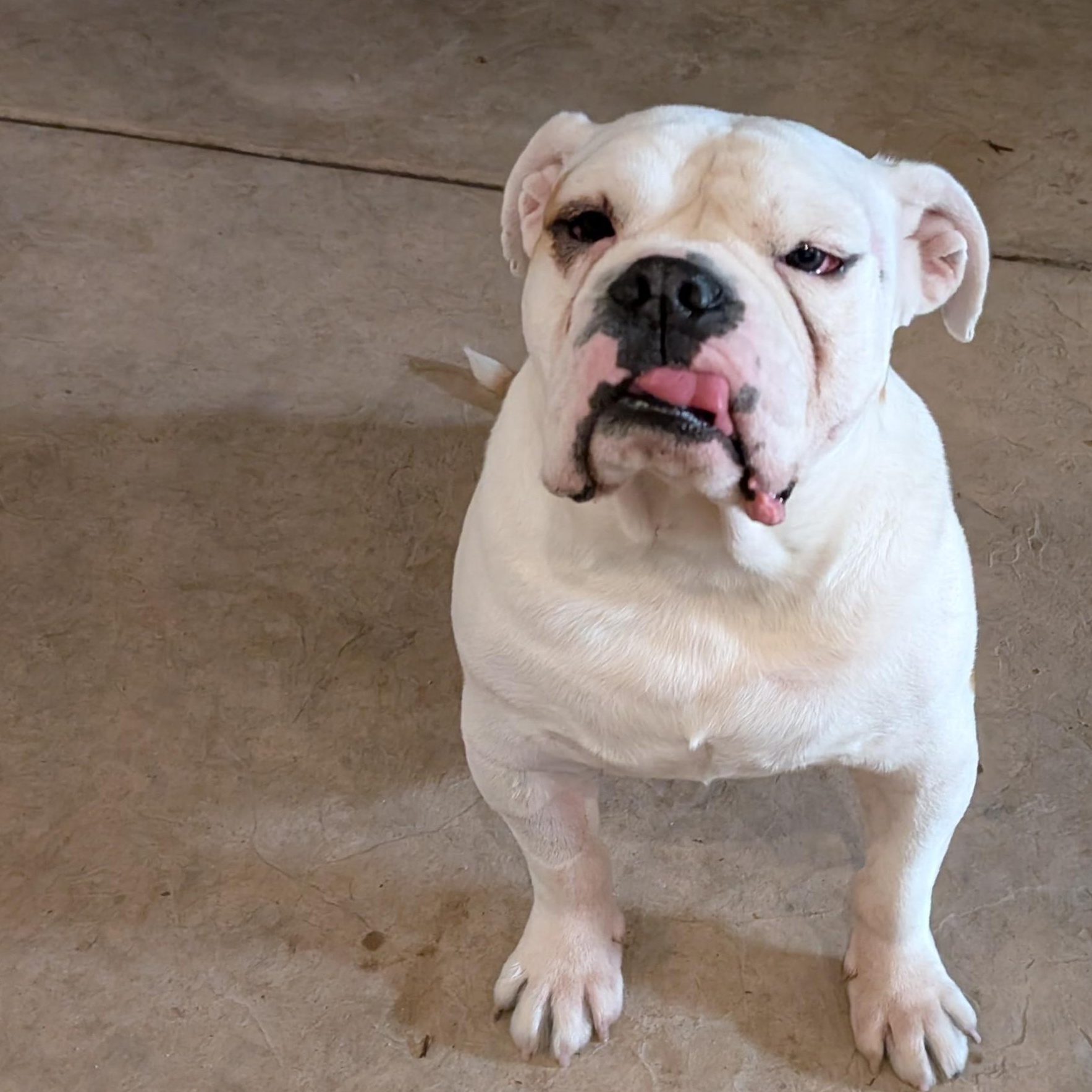 Harvey, Adoptable, Senior Male American Bulldog.
