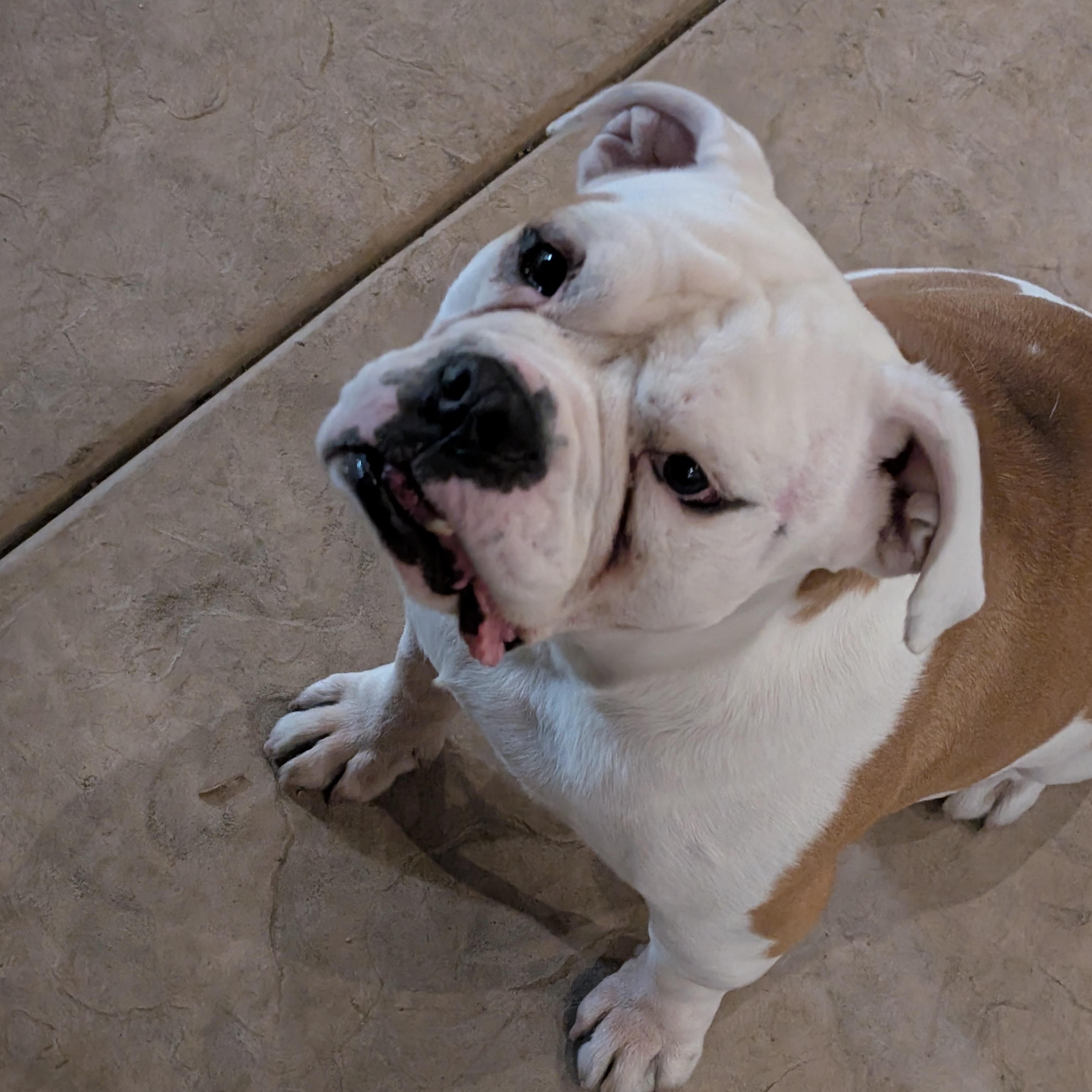 Enlarge Harvey, a Adoptable American Bulldog in Chula Vista, CA image 6/6