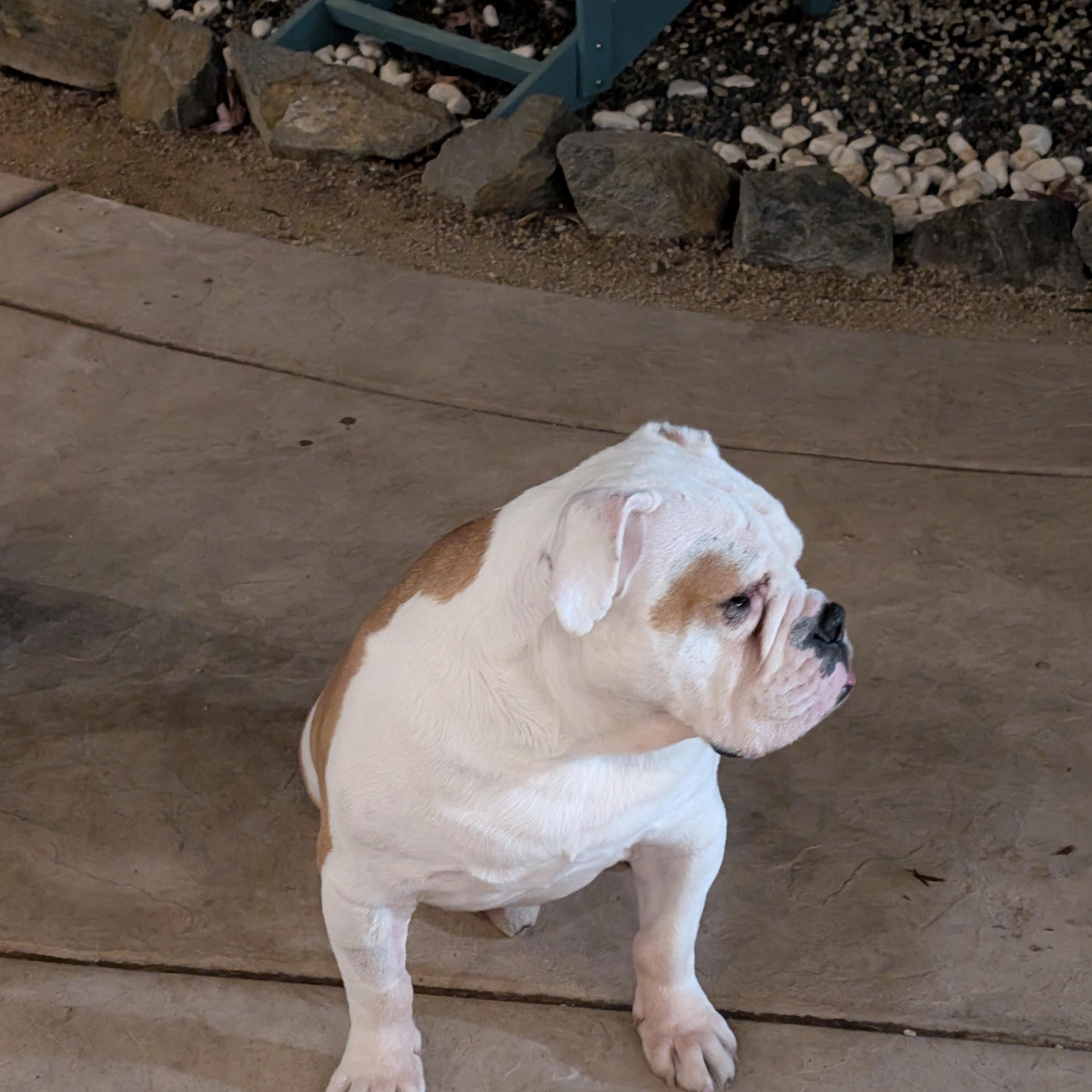 Enlarge Harvey, a Adoptable American Bulldog in Chula Vista, CA image 4/6