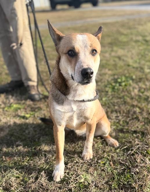 Enlarge Miller 25D-343, a Adoptable mixed breed in Corinth, MS image 2/2