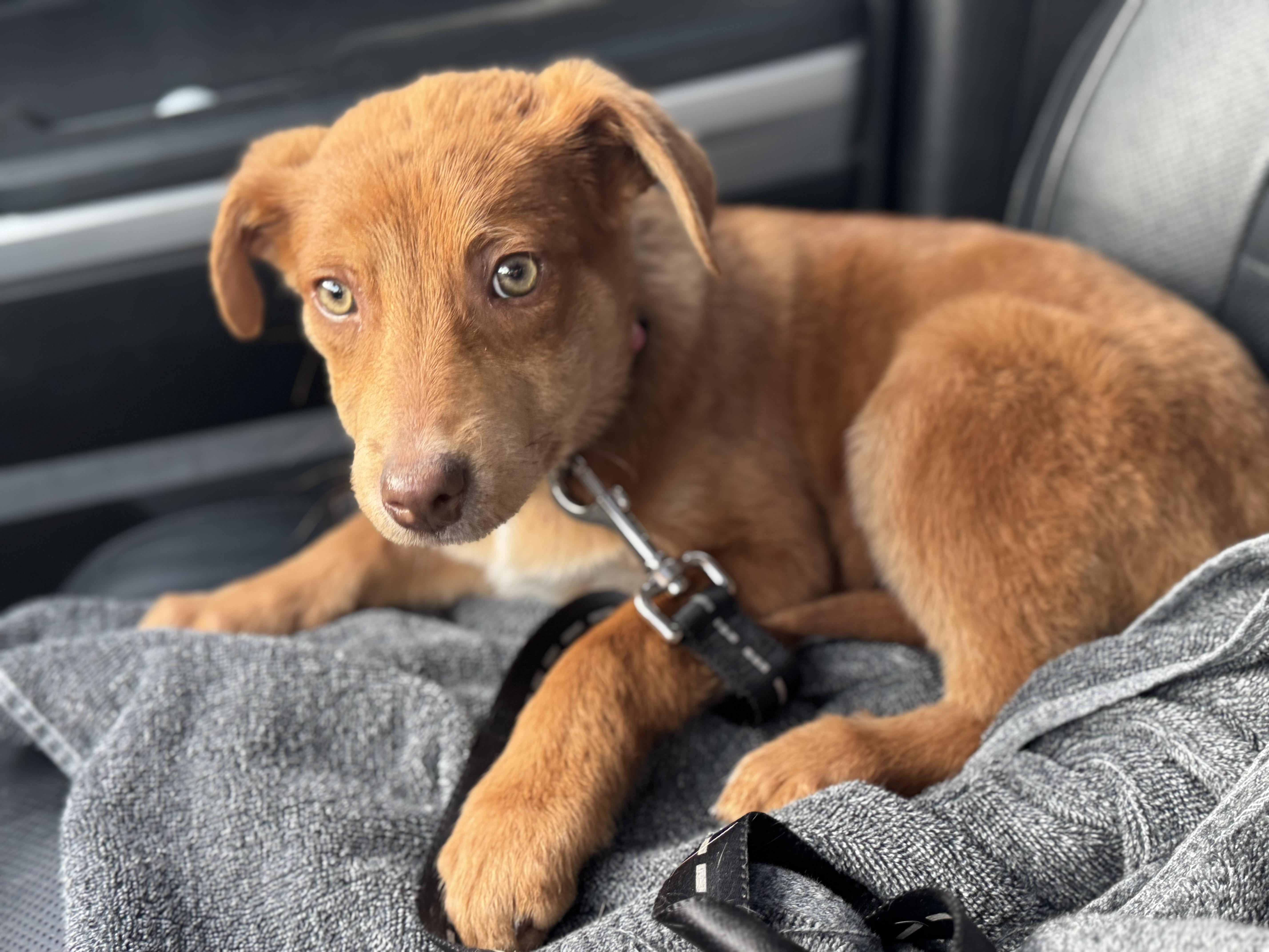 Enlarge Cheddar (Bay Biscuits), a ADOPTABLE mixed breed in Grant, NE image 2/3